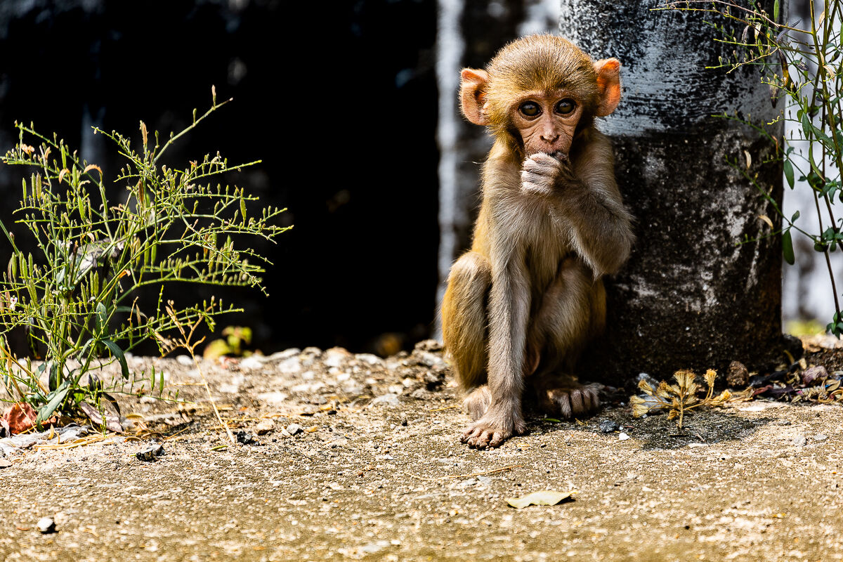 "Sua timidezza" La scimmietta di strada.
