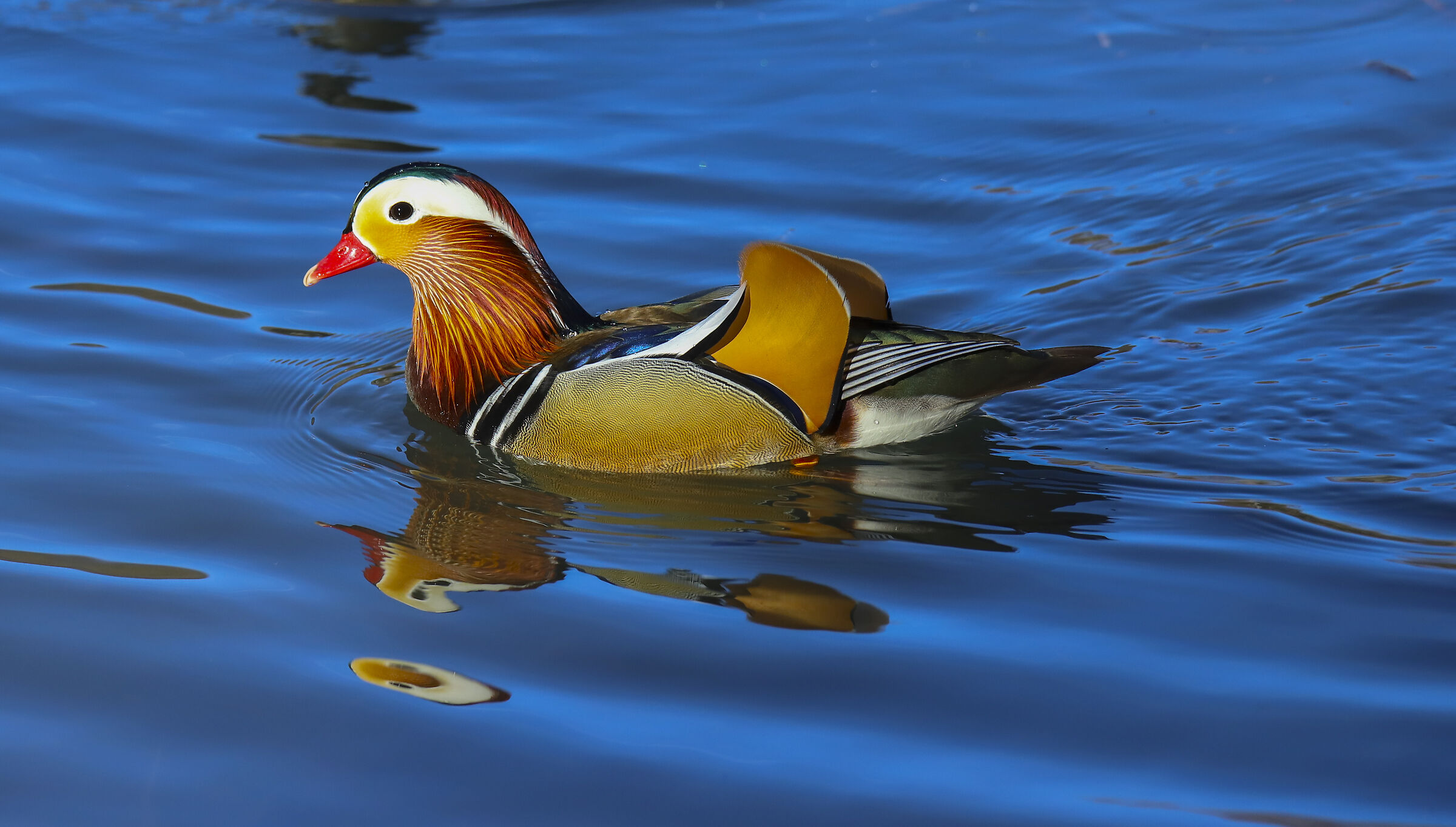 Mandarin Duck