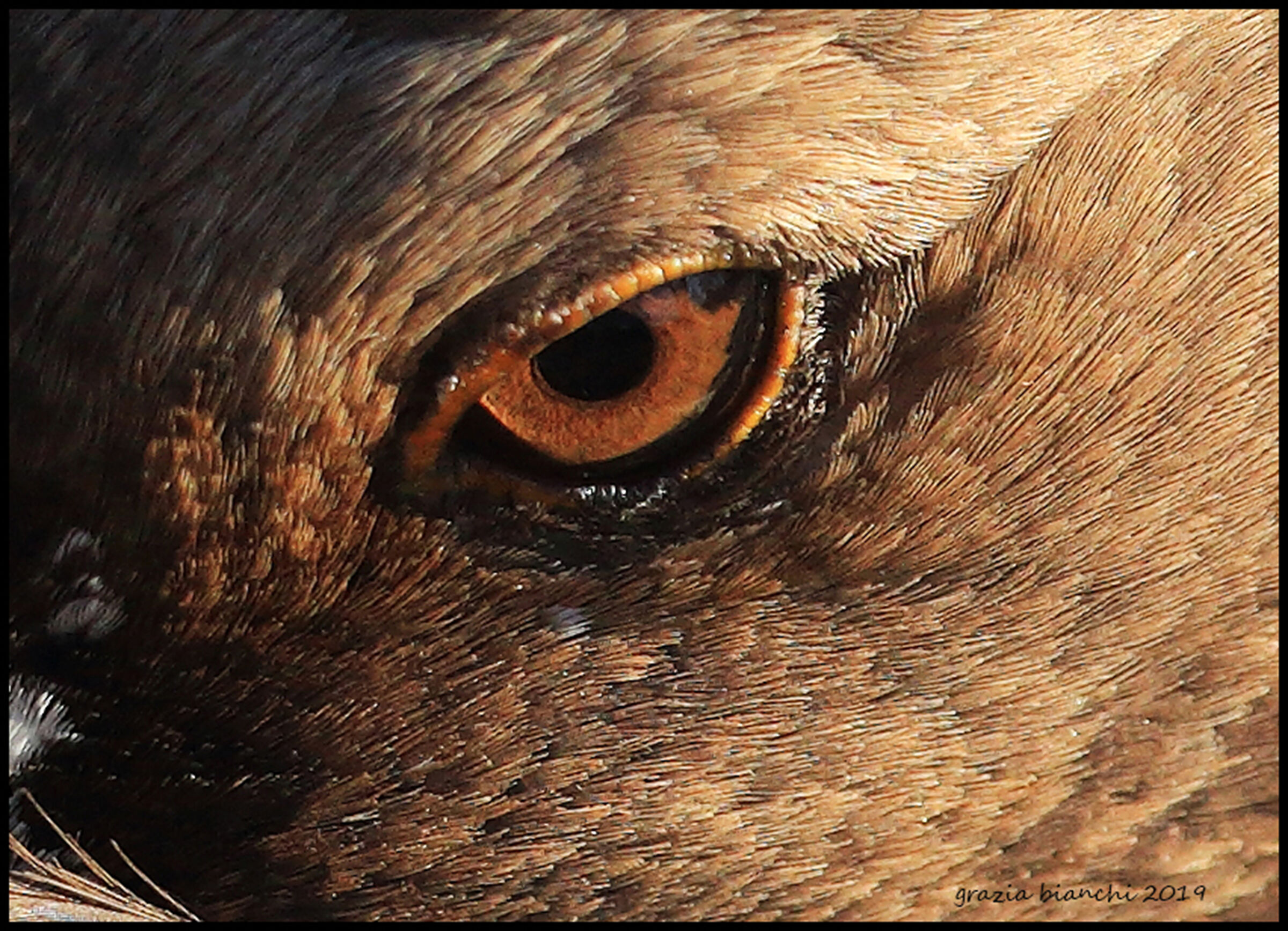 Eye of the Lombard goose