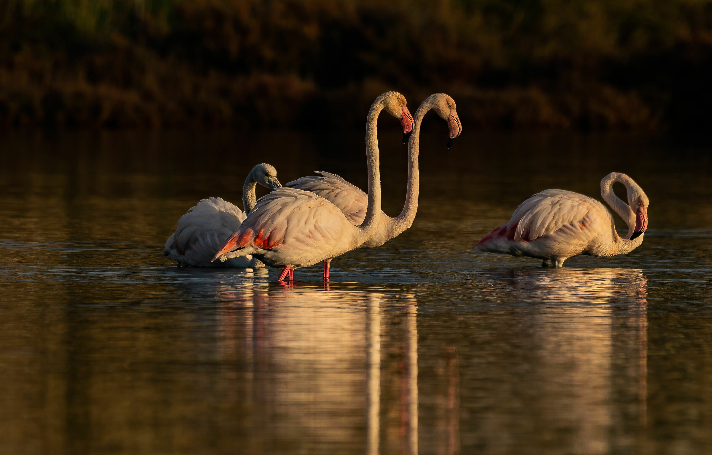 Fenicotteri al tramonto