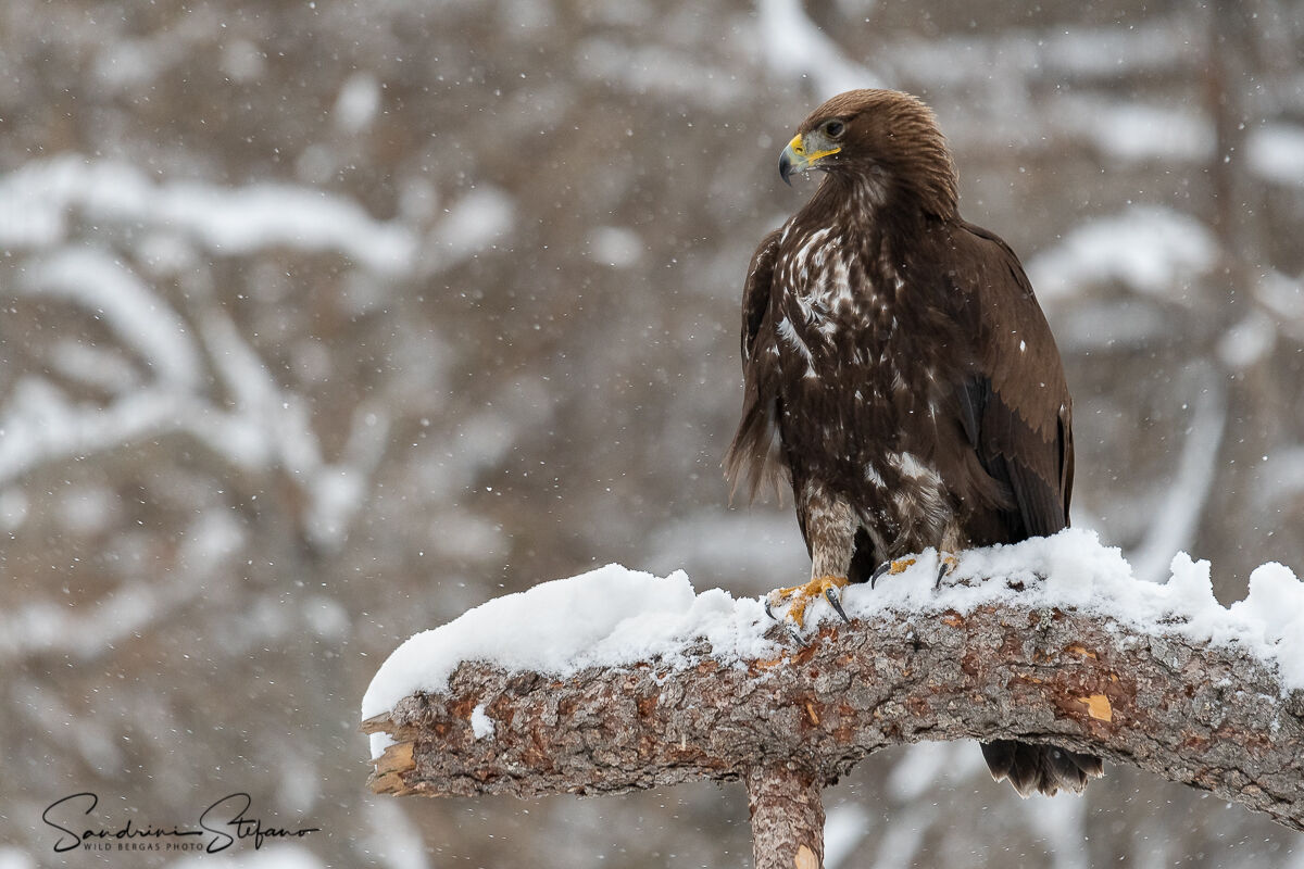 Aquila reale
