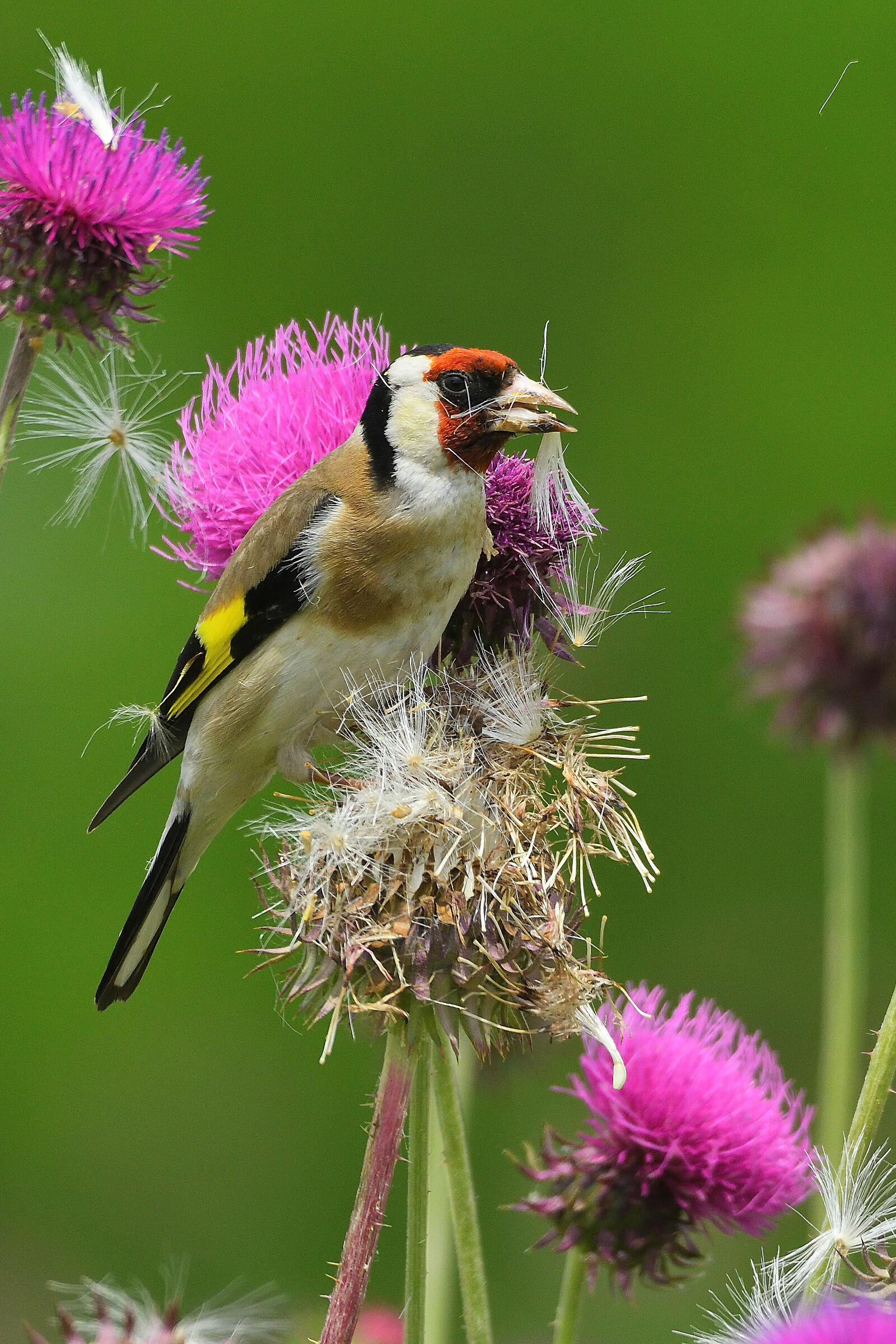 Goldfinch