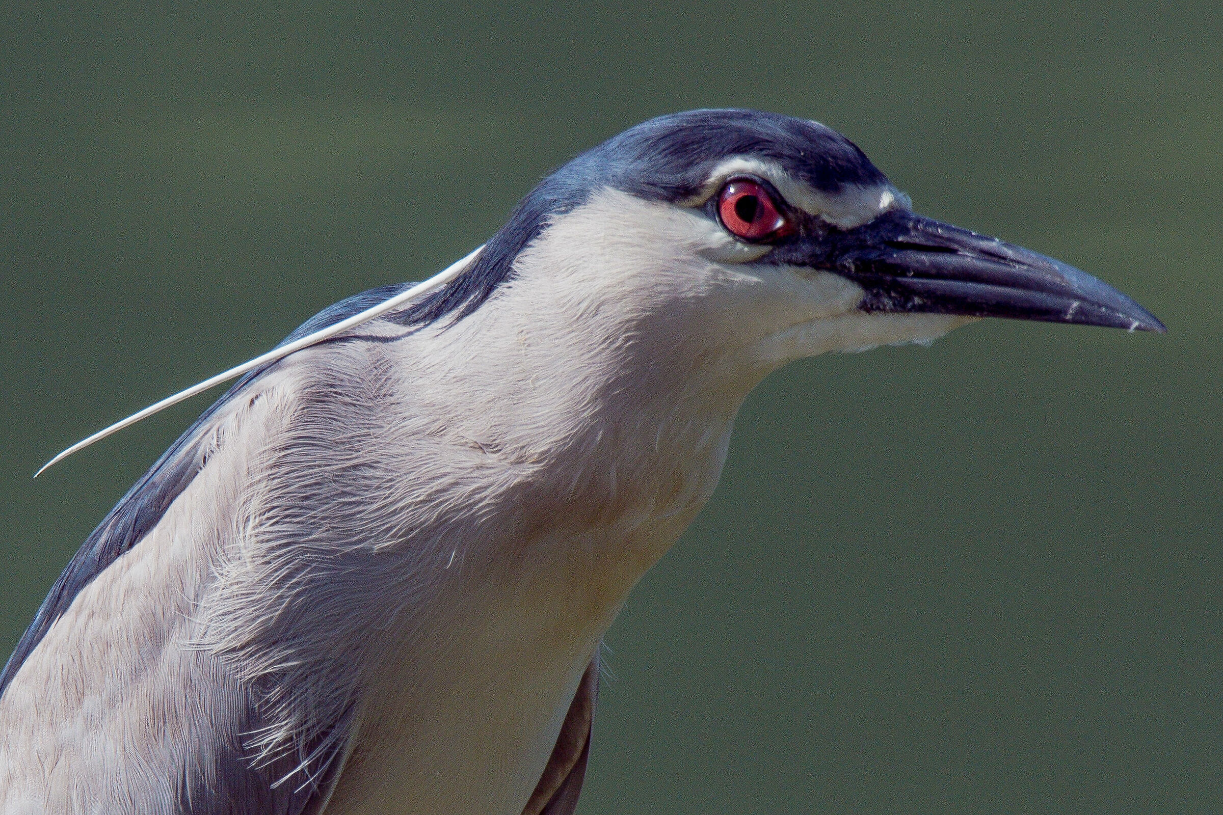 Night Heron