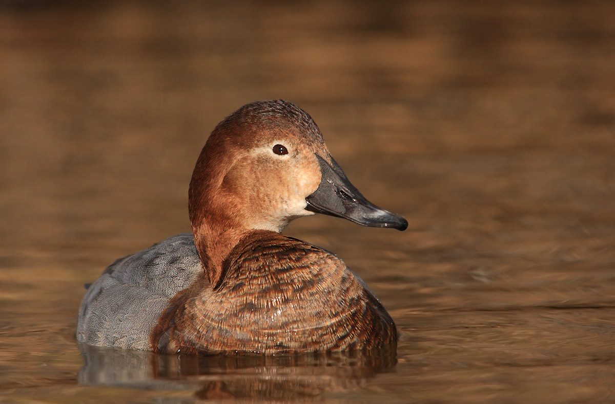 Pochard