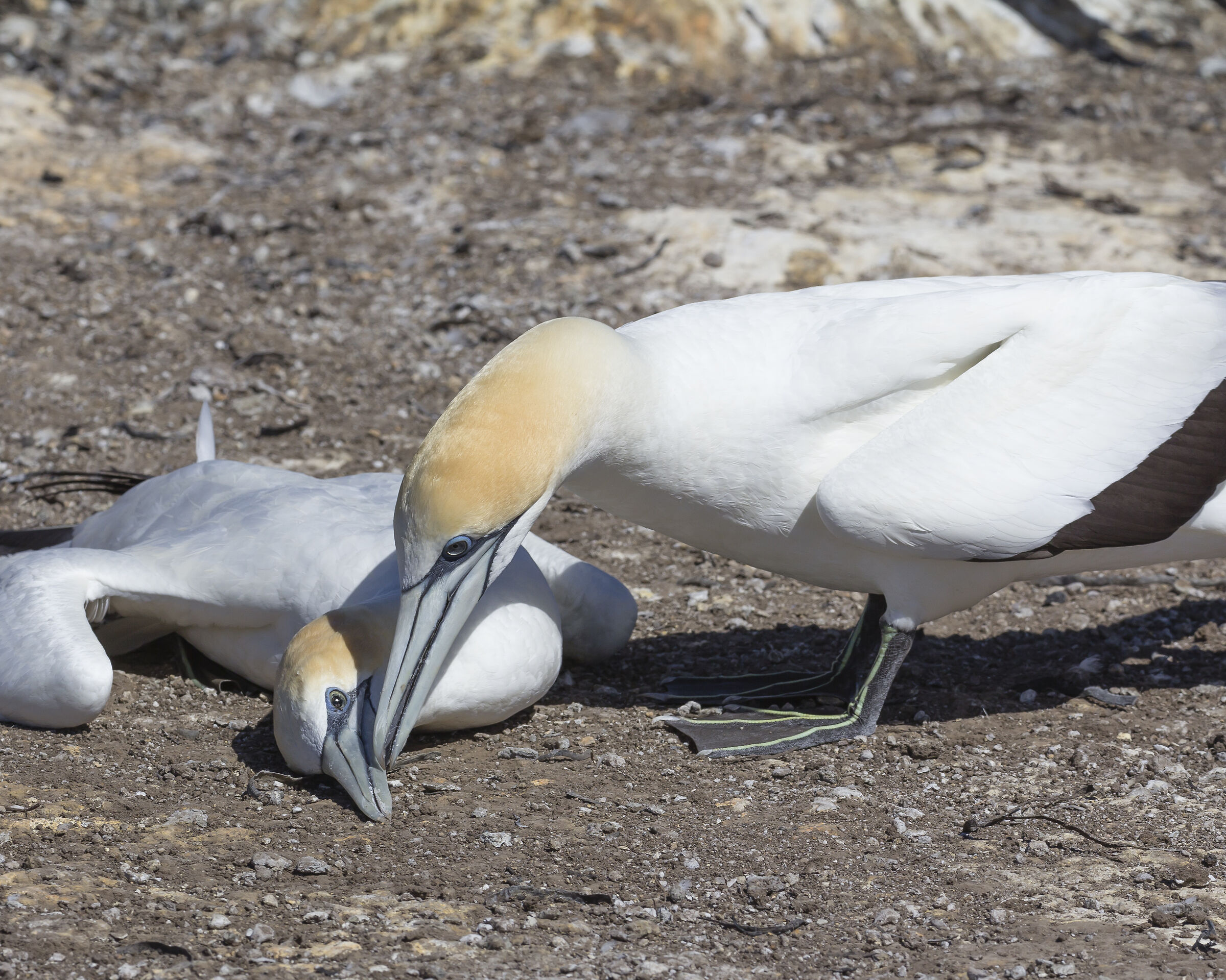 Even in life there is death.