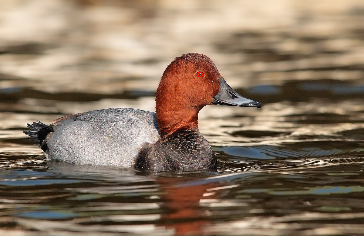 Pochard
