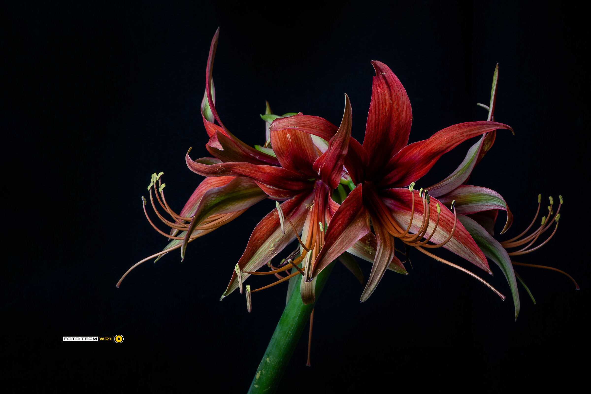 Amaryllis