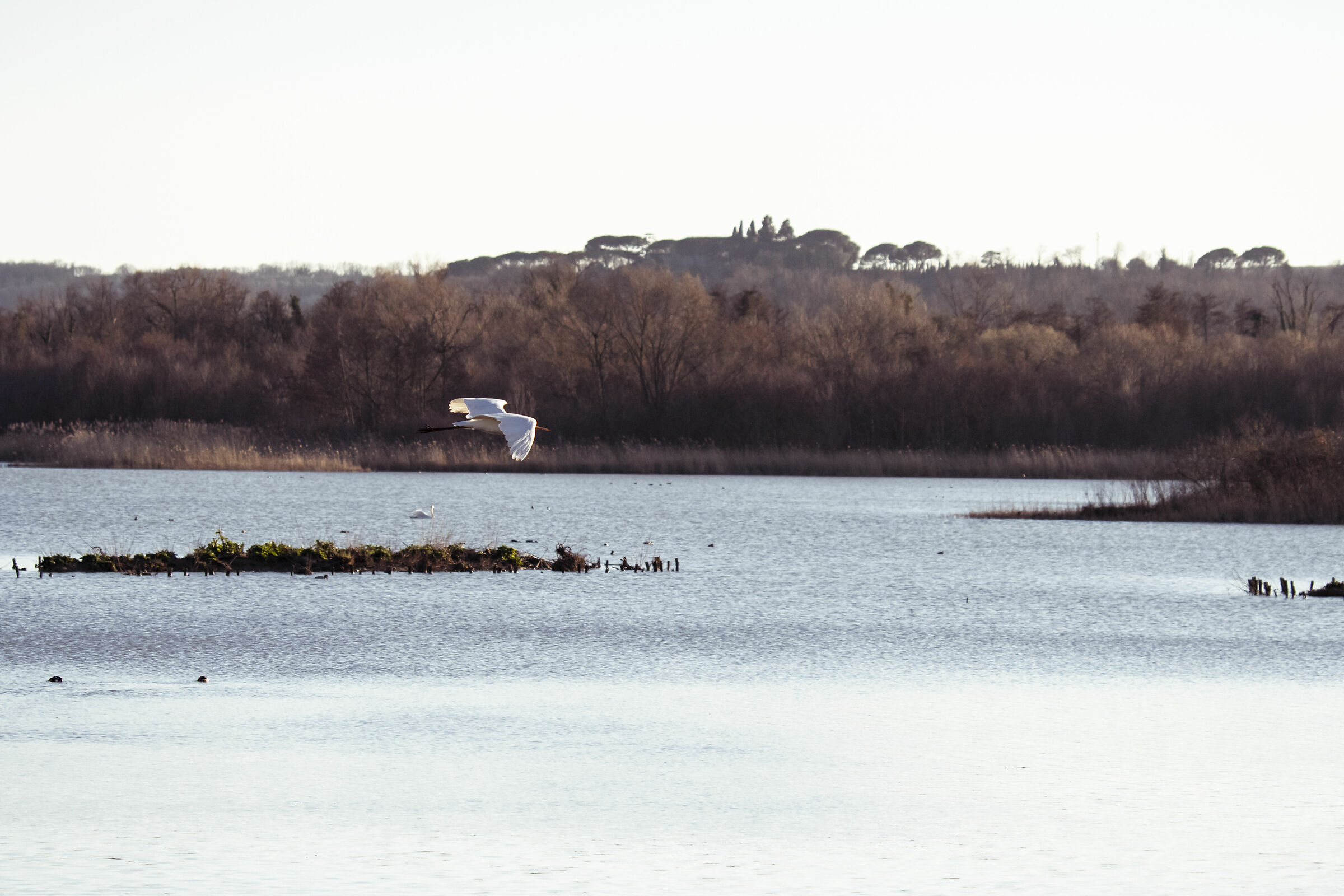 arione oasi di Alviano