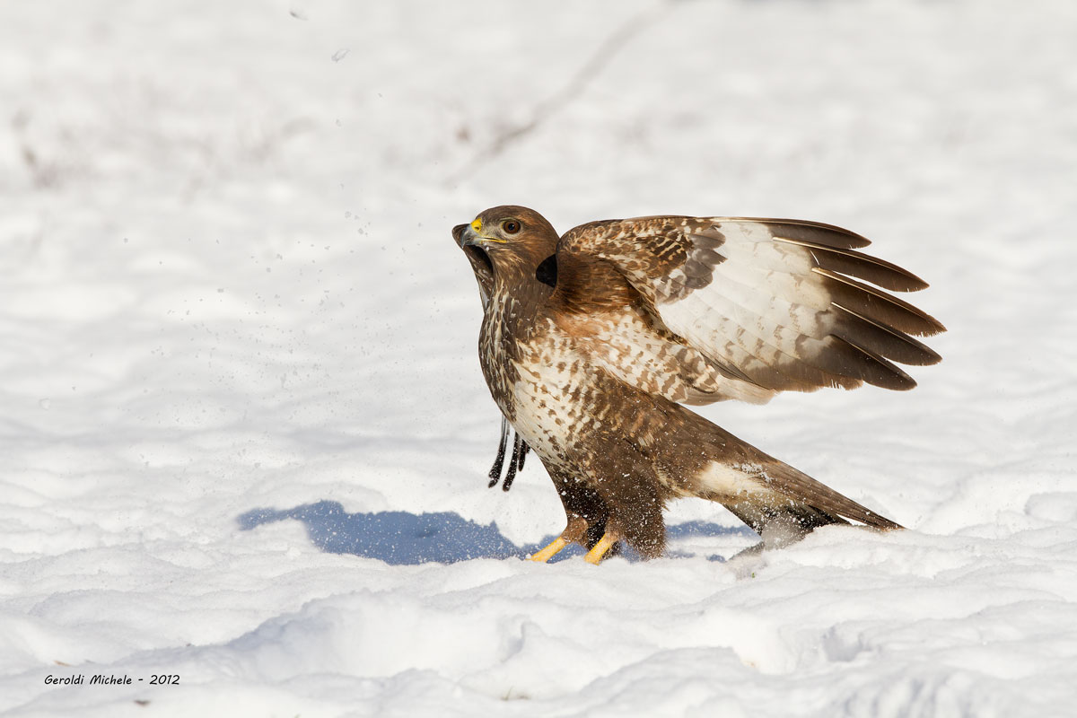 Poiana in Atterraggio!