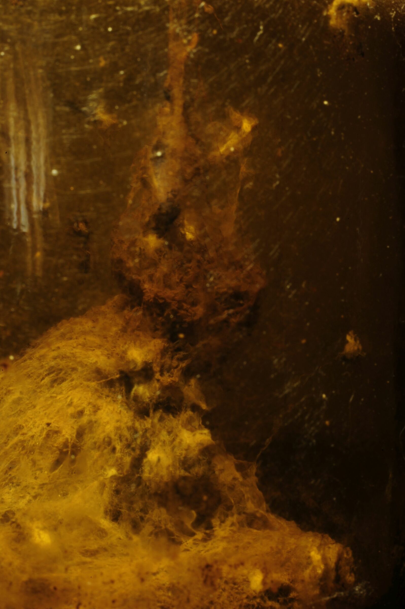 La creatura infernale 001