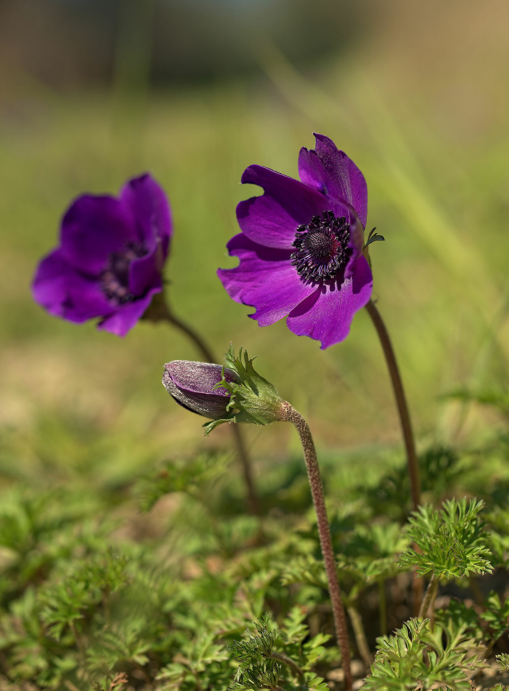 Anemone coronaria