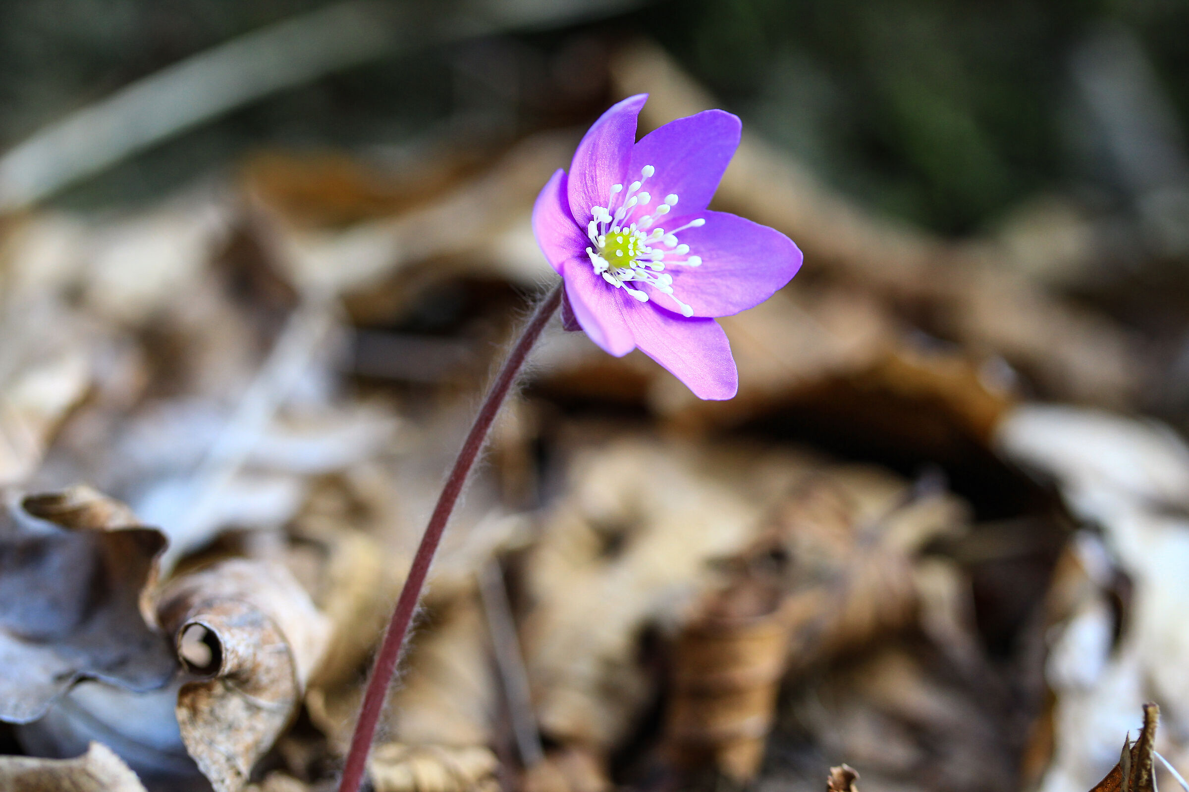 Hepatica