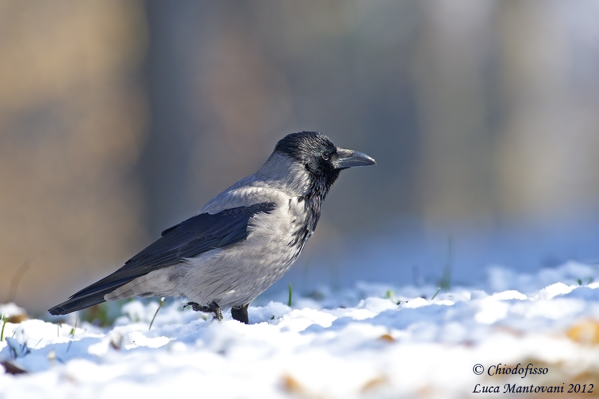 Hooded Crow in the snow