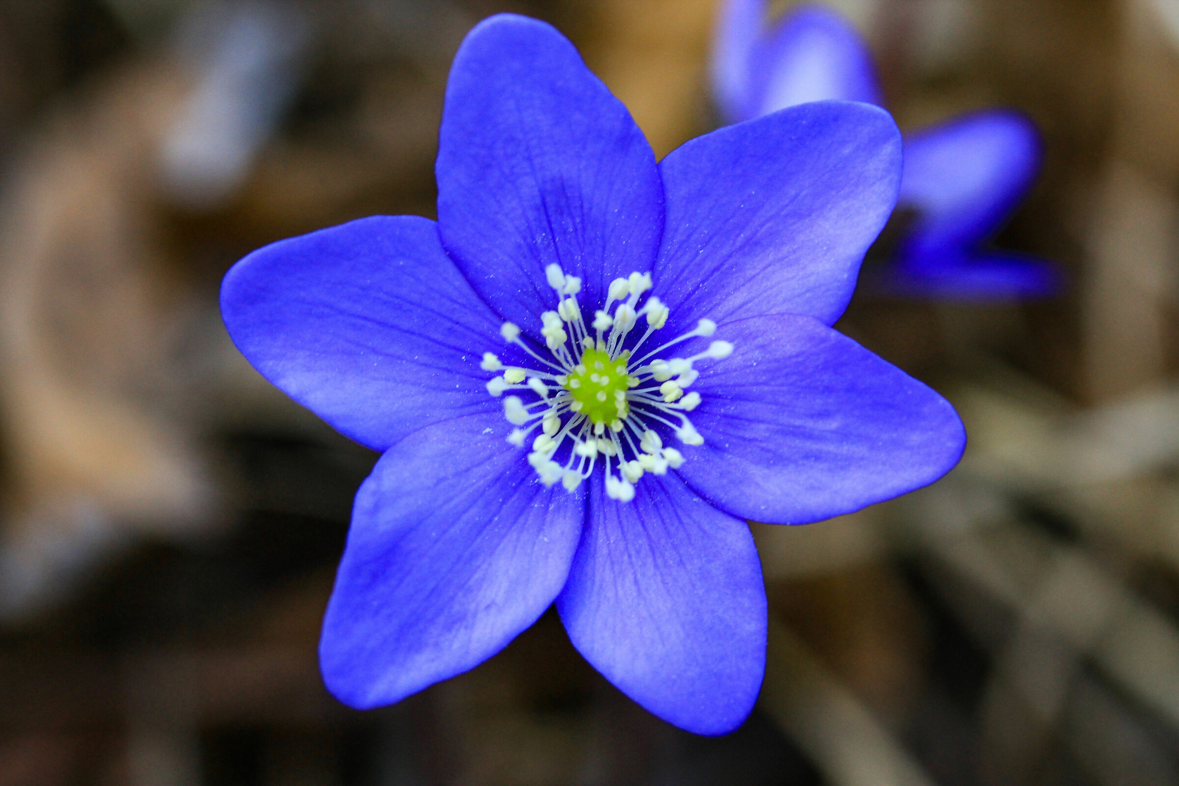 Hepatica