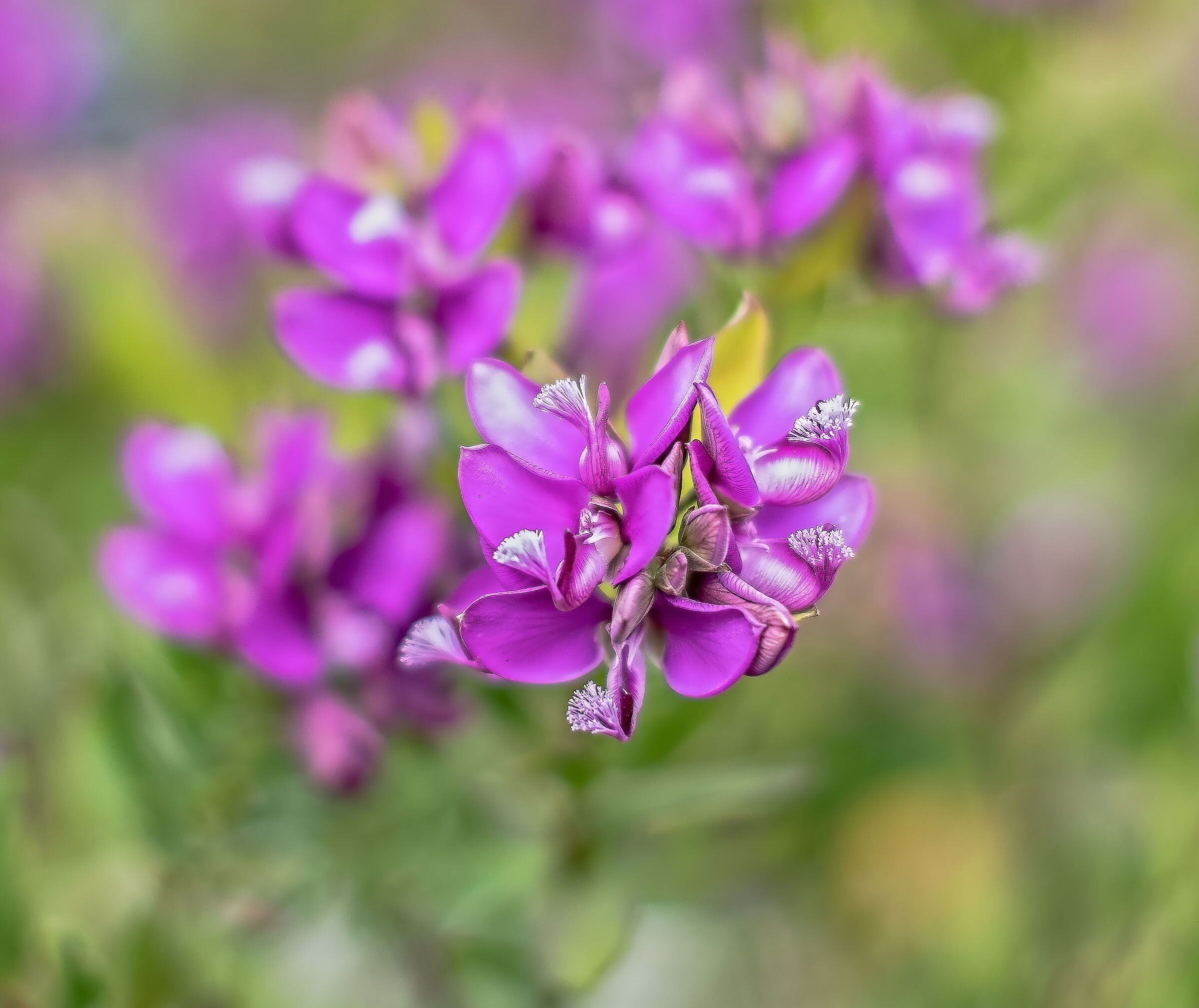 Prima prova Canon EF 50mm f/1.2 L USM