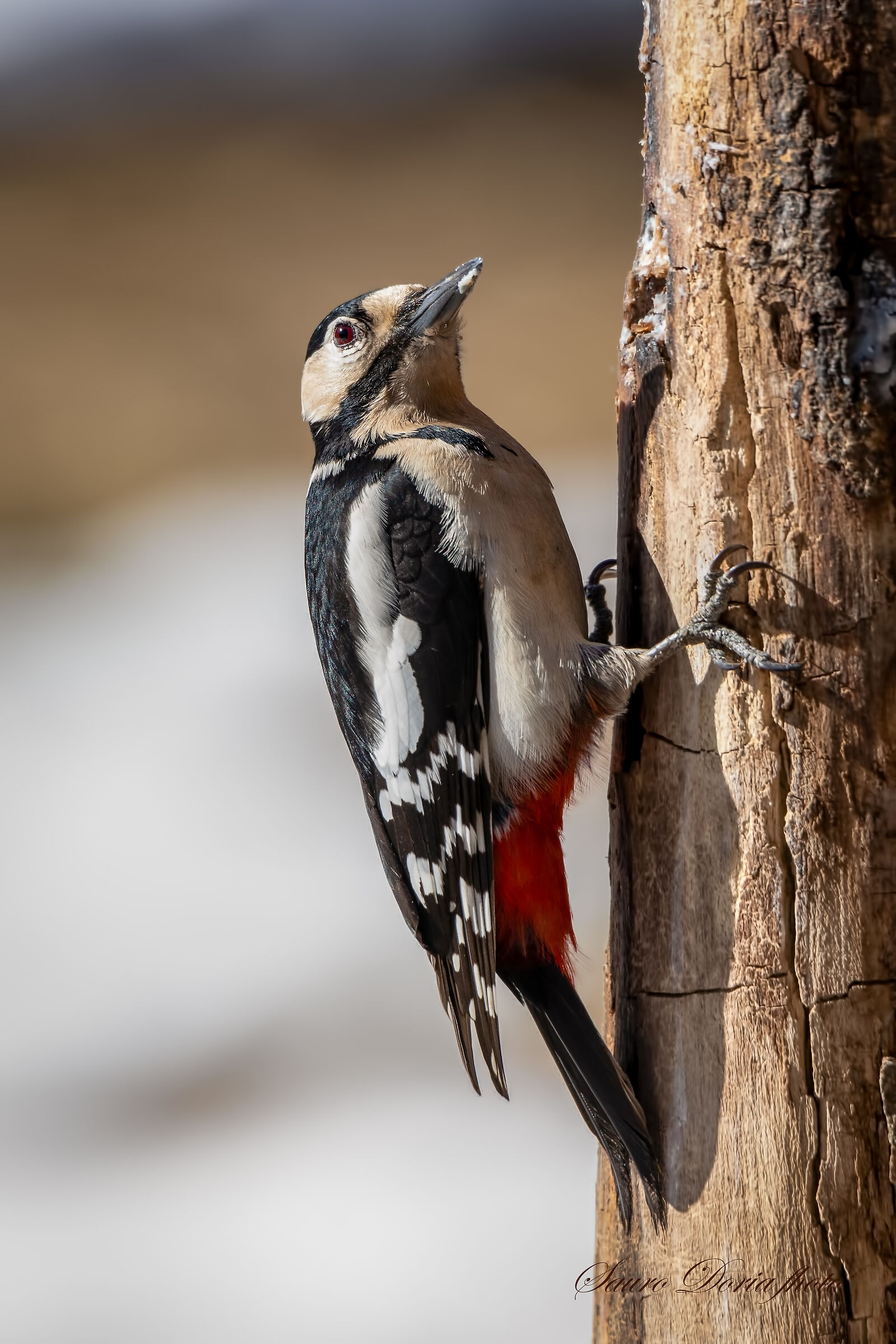 Big Red woodpeckers, female.