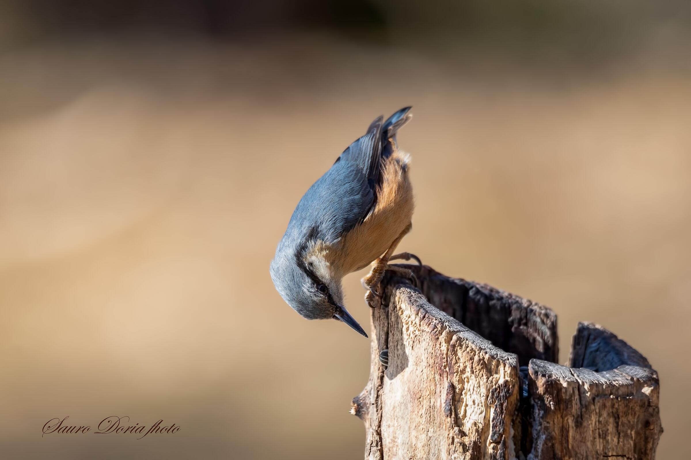 Nuthatch