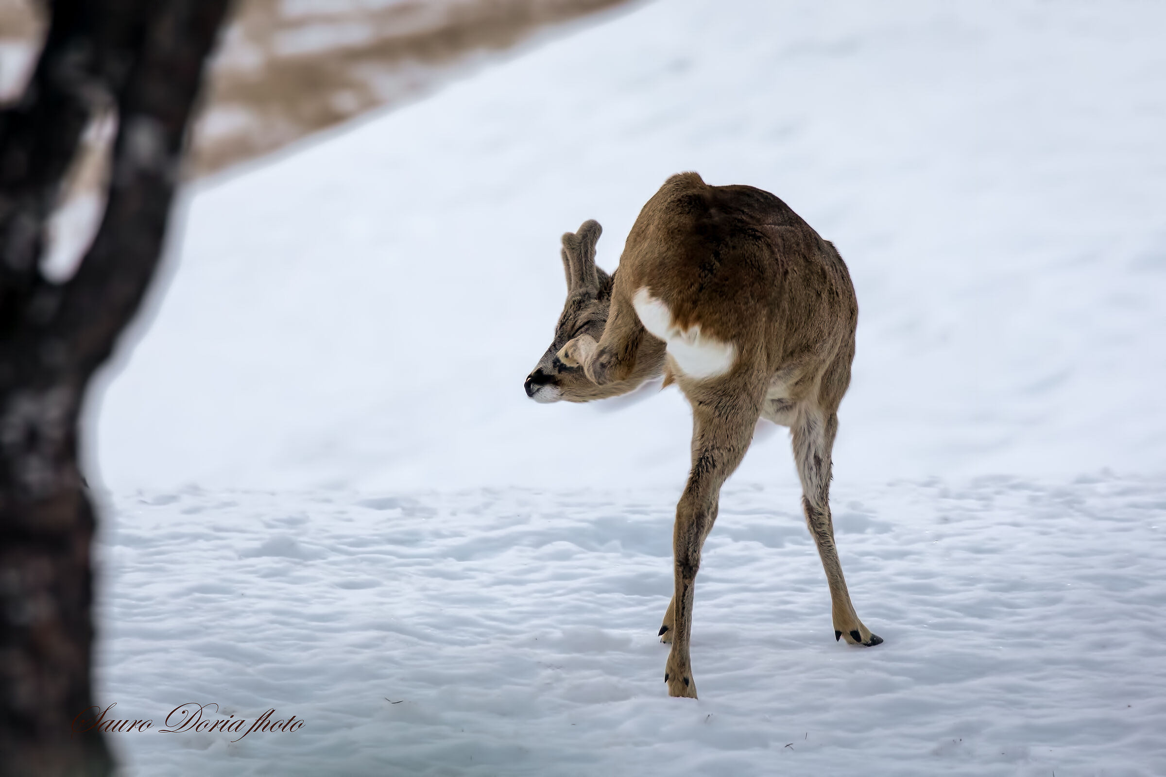 The scratching of the Roe deer