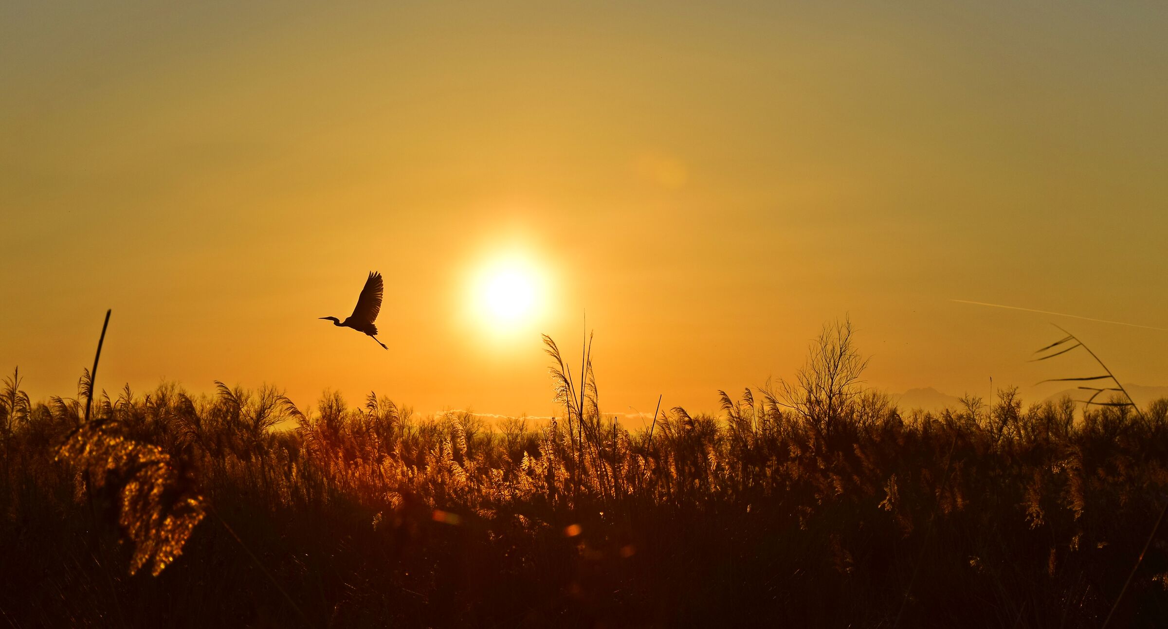 A pleasant meeting... At sunset