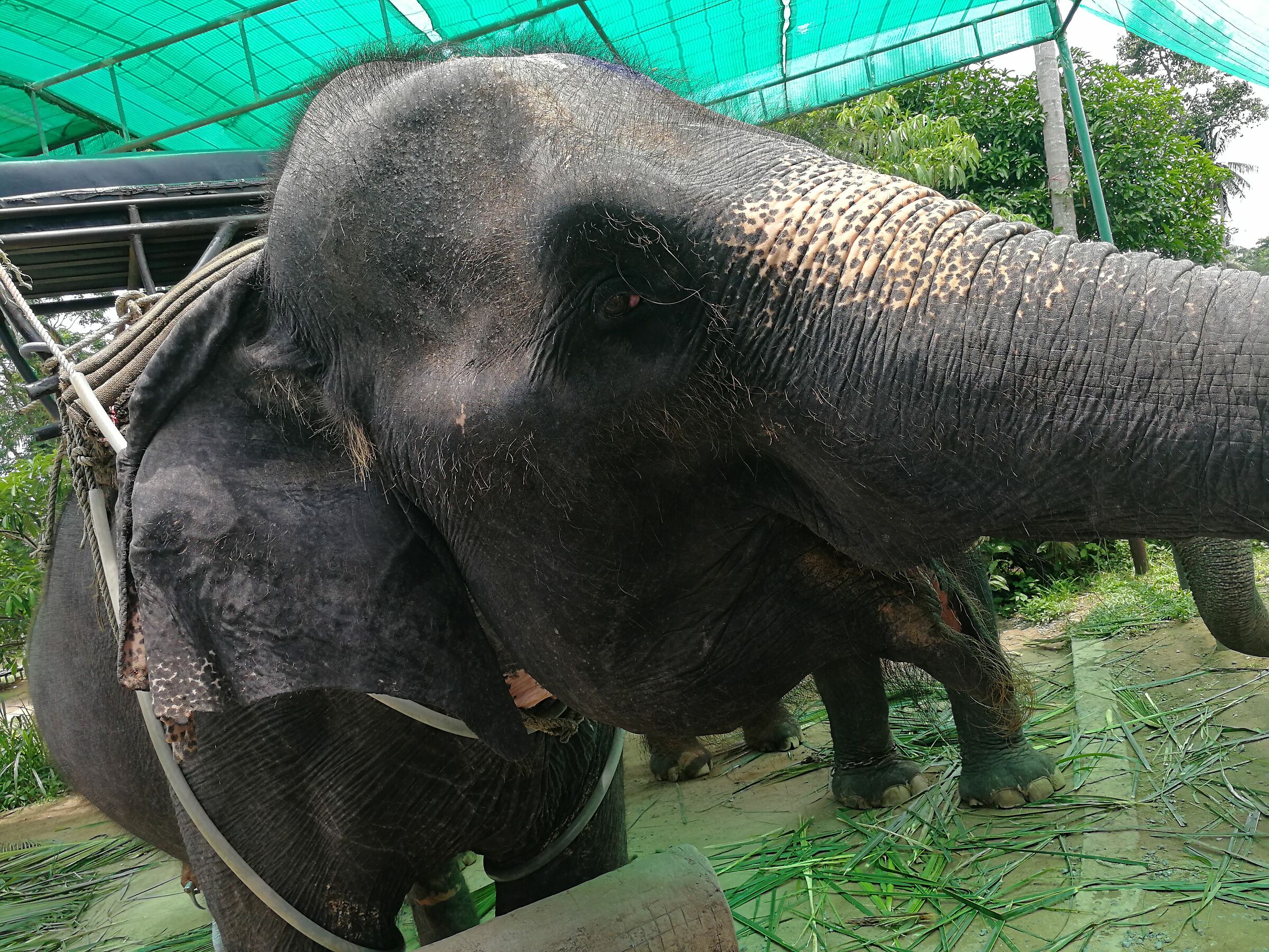 Eyes that know how to look.. Elephant Sanctuary Koh Samui