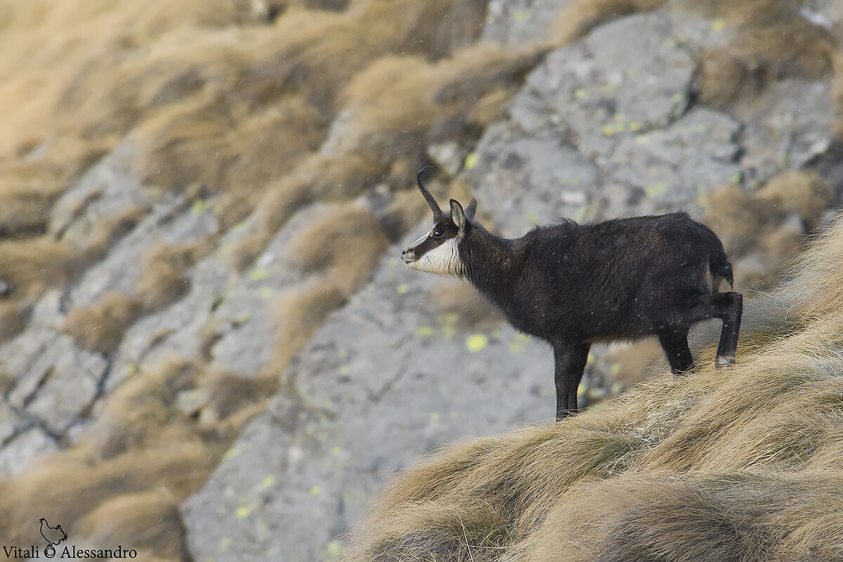 Camoscio....