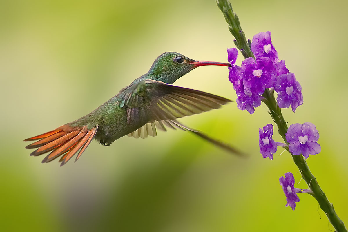 Rufous-tailed Hummingbird