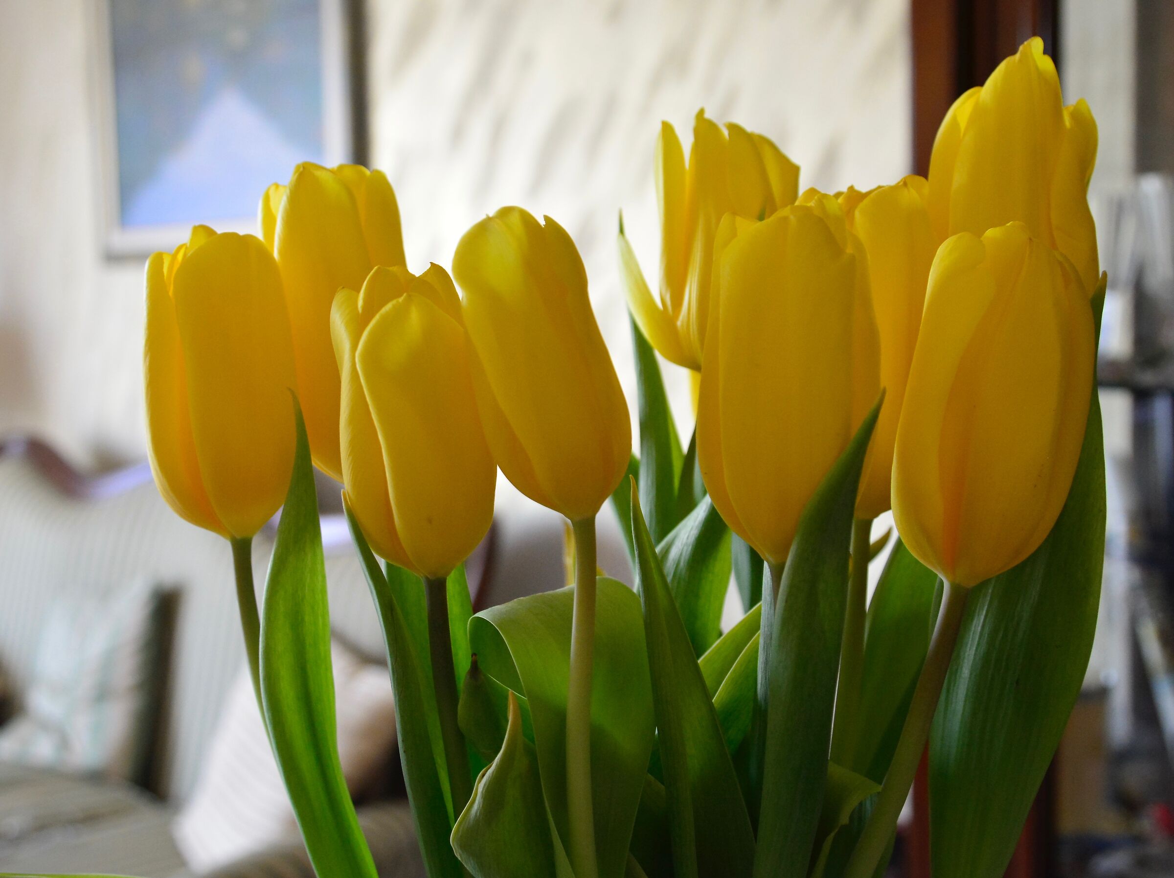 Tulips in the House