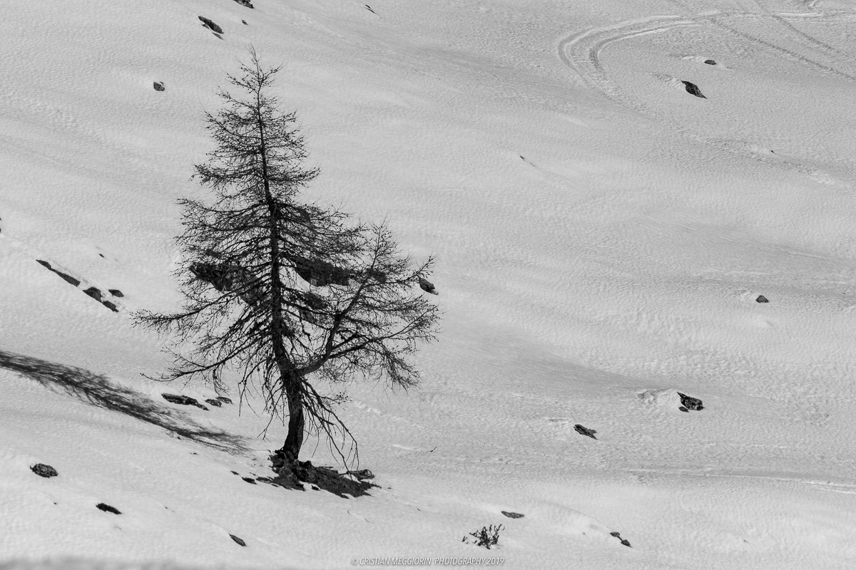 Black and white Larch