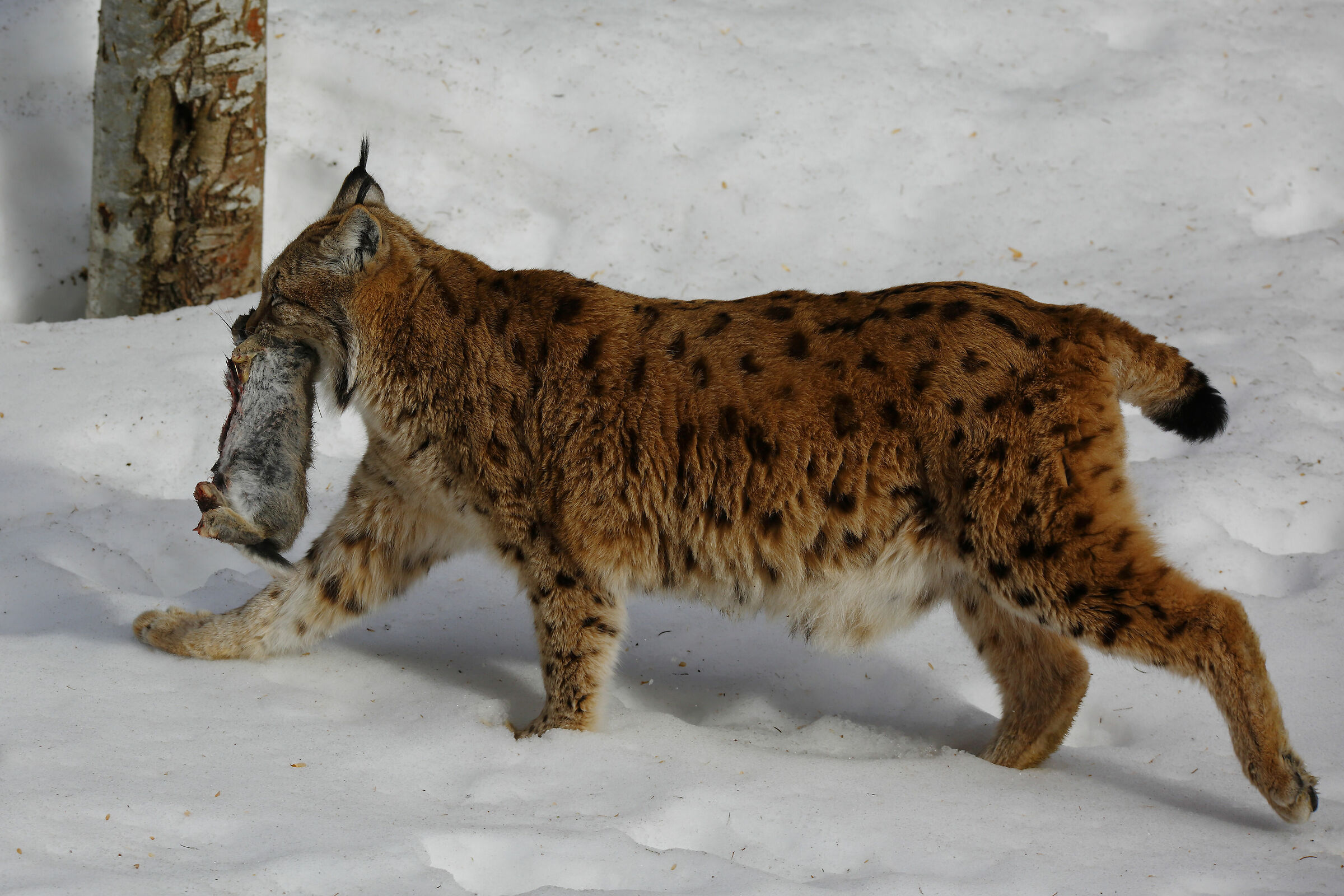 Bayerischer Wald  2019