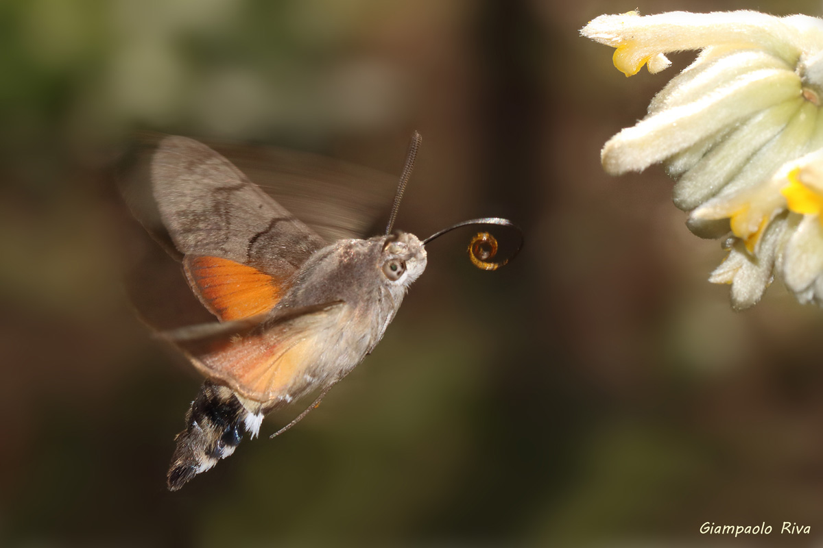 Macroglossum macroglossum Spiritromba Wrapped