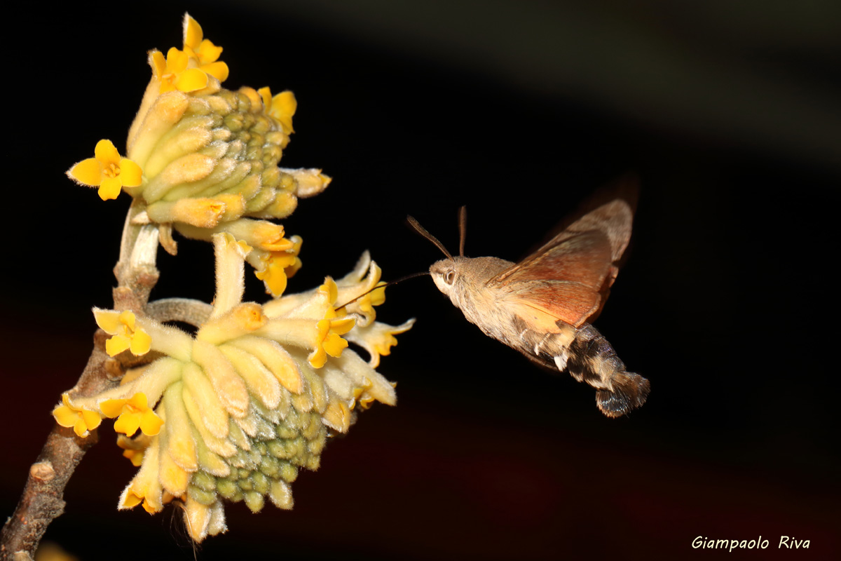 Macroglossum and Edgeworthia