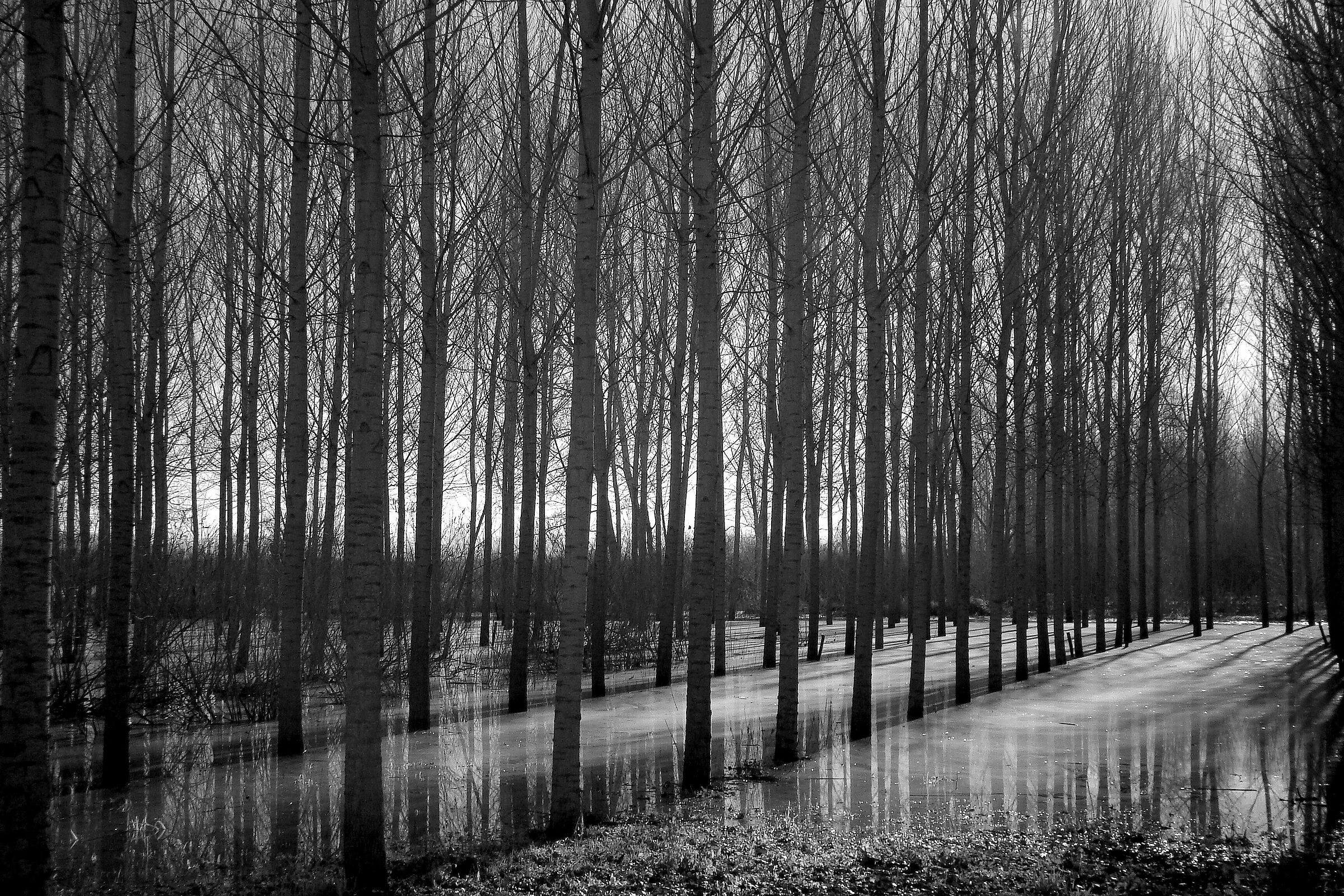 Padule 05 (Infrarosso)