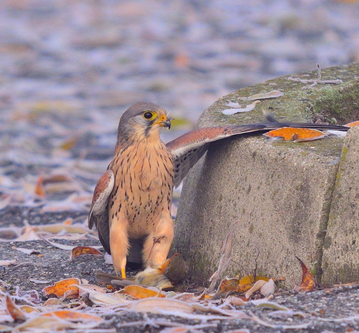 please do not kill me!