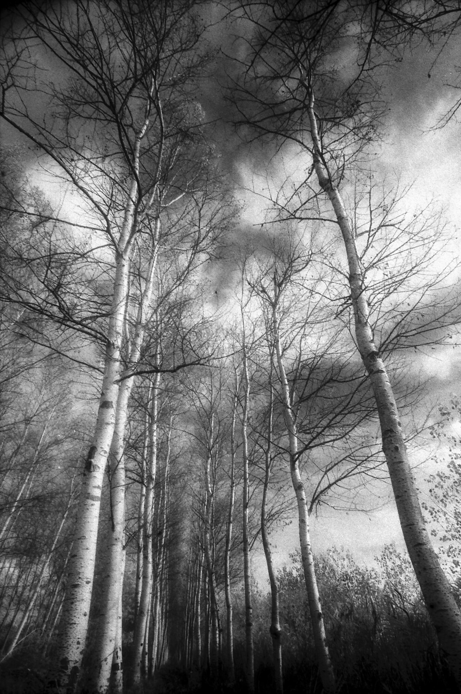 Padule 06 (Infrarosso)