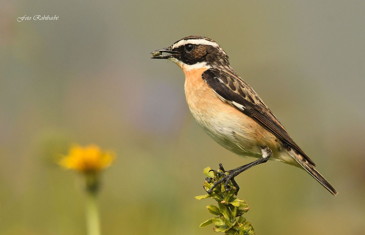Whinchat...