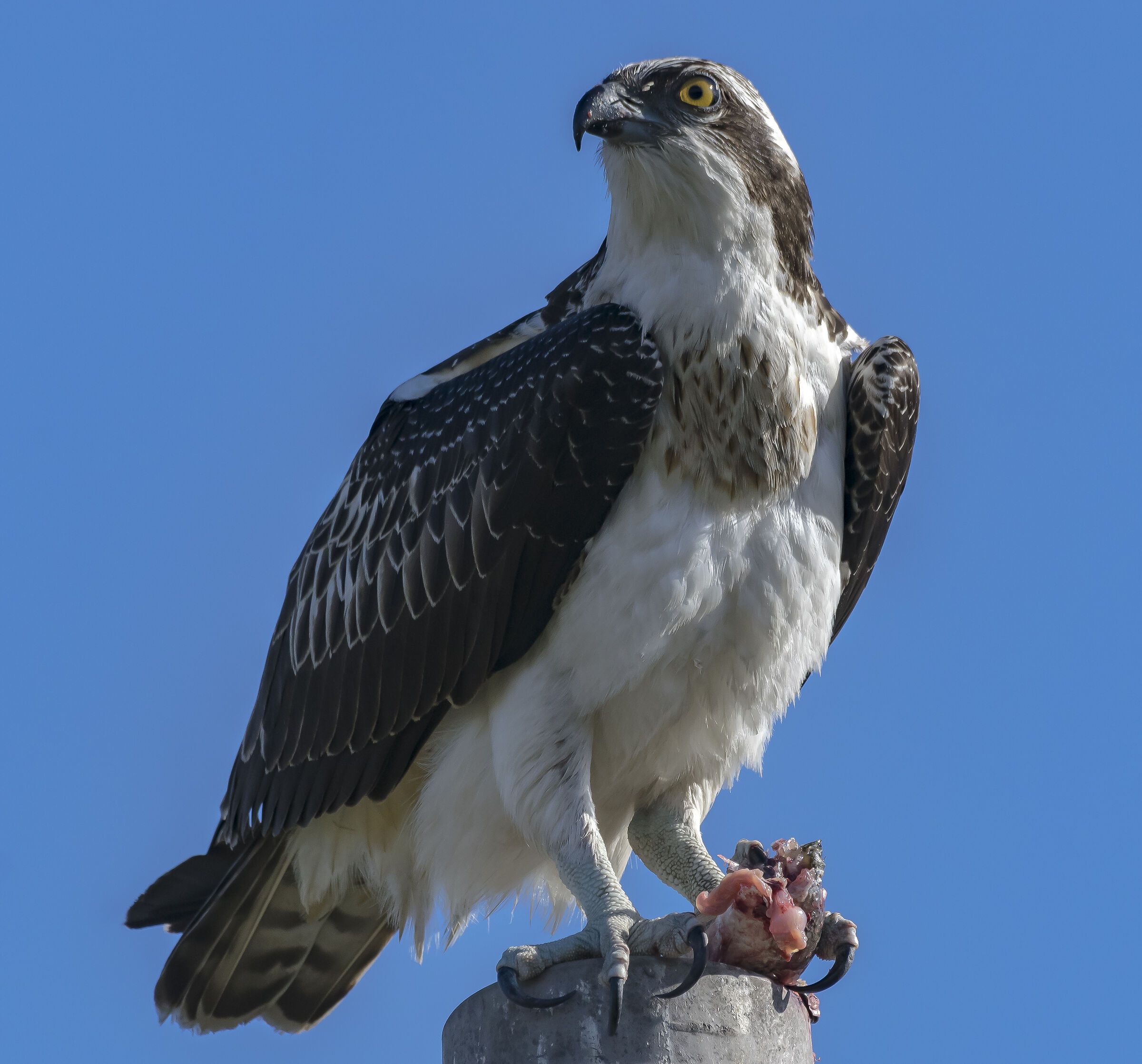 Il pranzo del falco Pescatore
