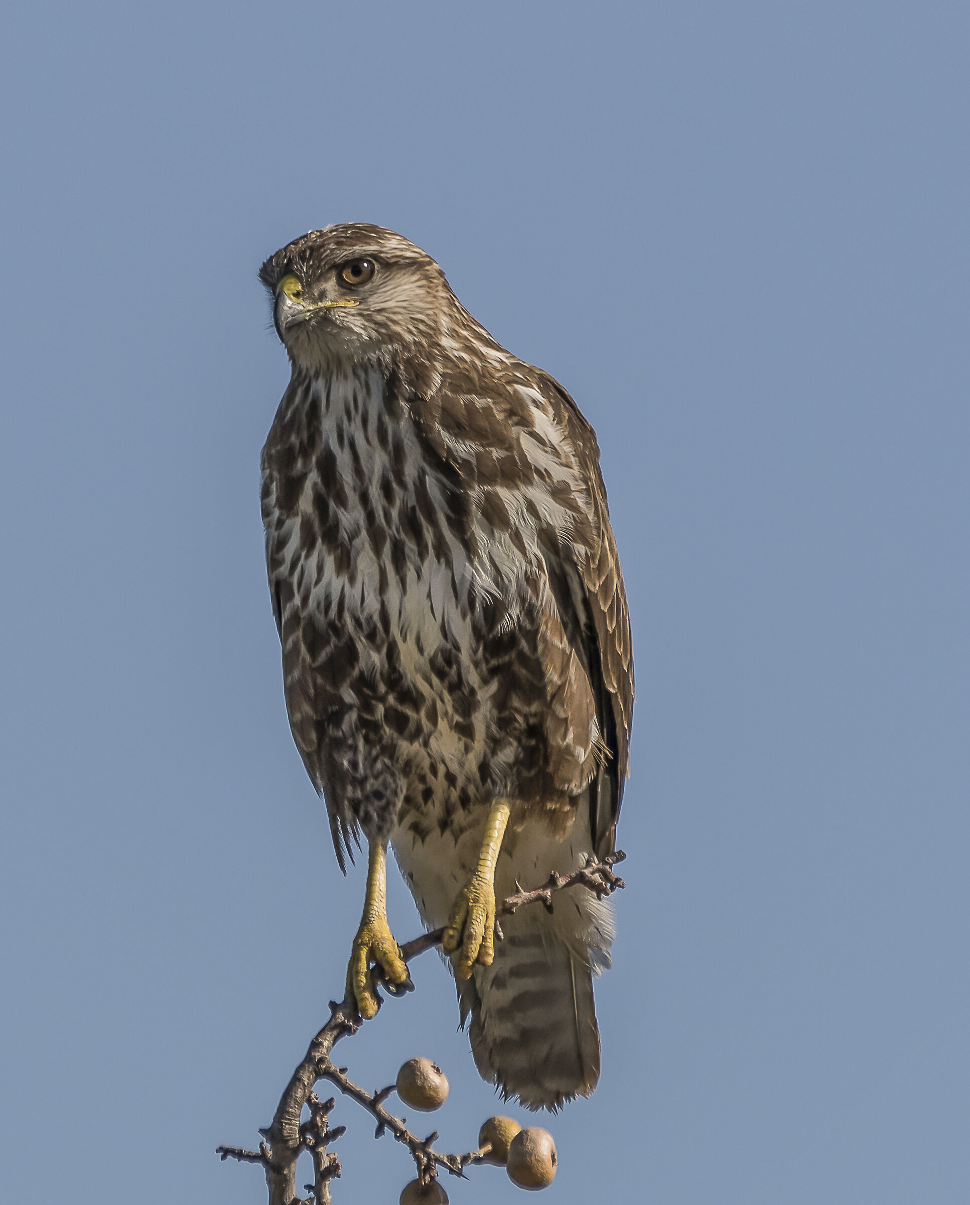 Buteo buteo ( Poiana)