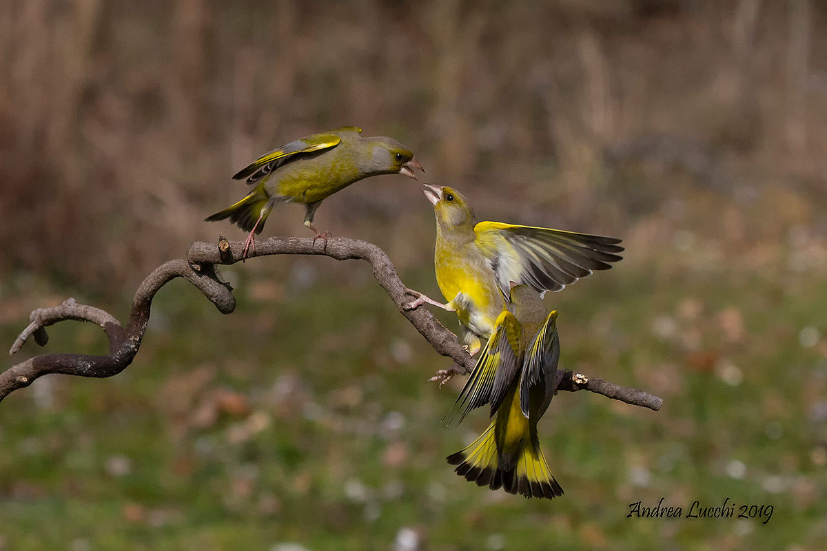 battibecco tra verdoni( chloris chloris)