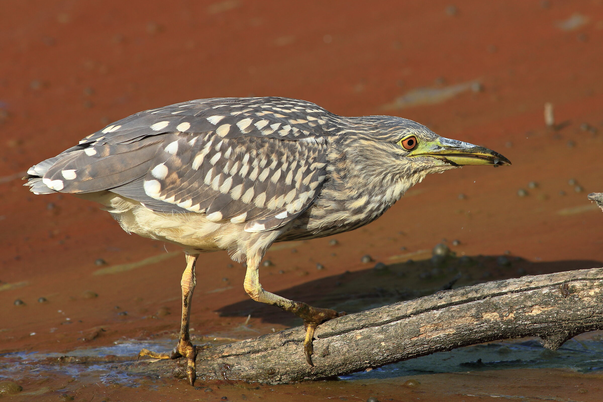 Night Heron