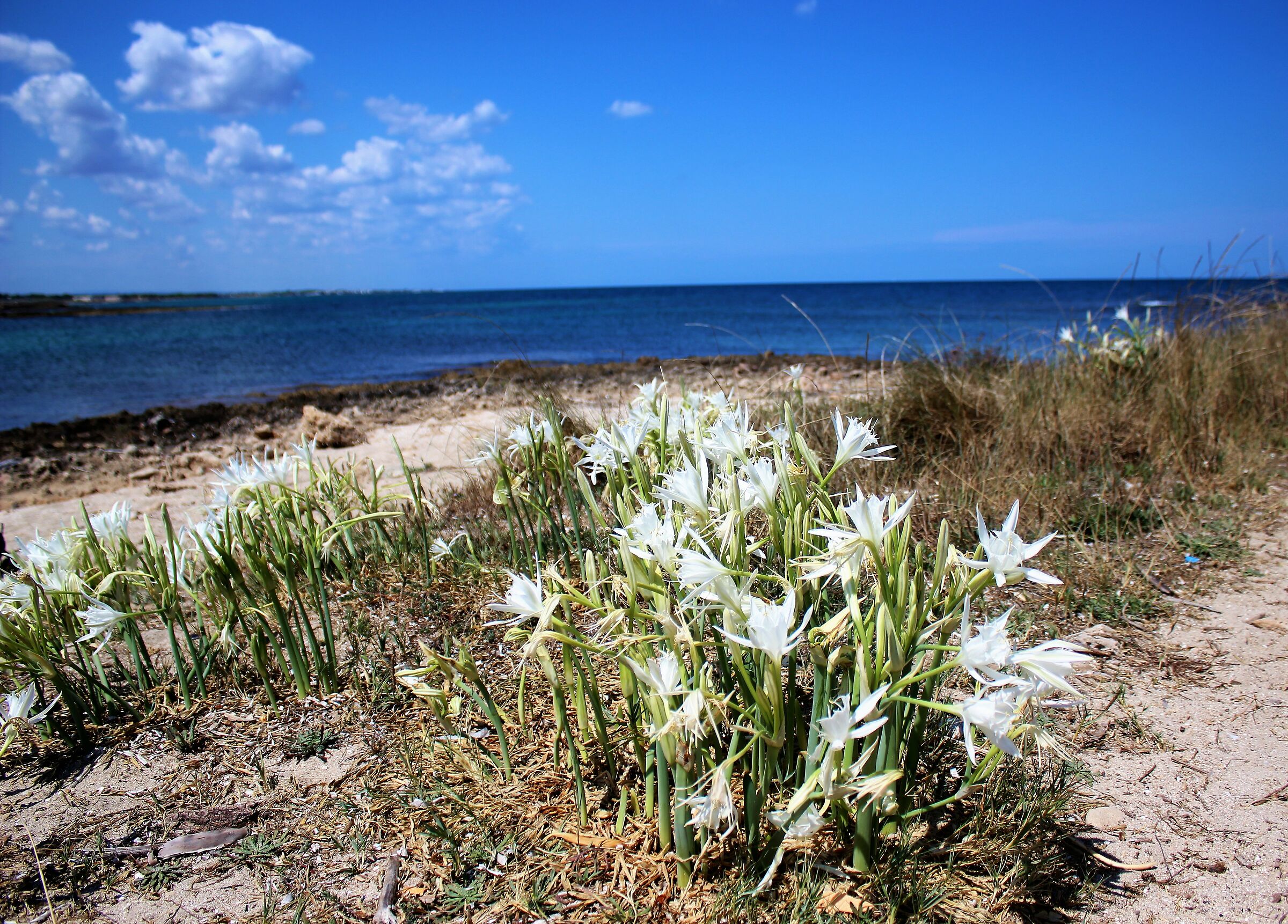 Travolto da un'insolito candore nell'azzuro mare di....