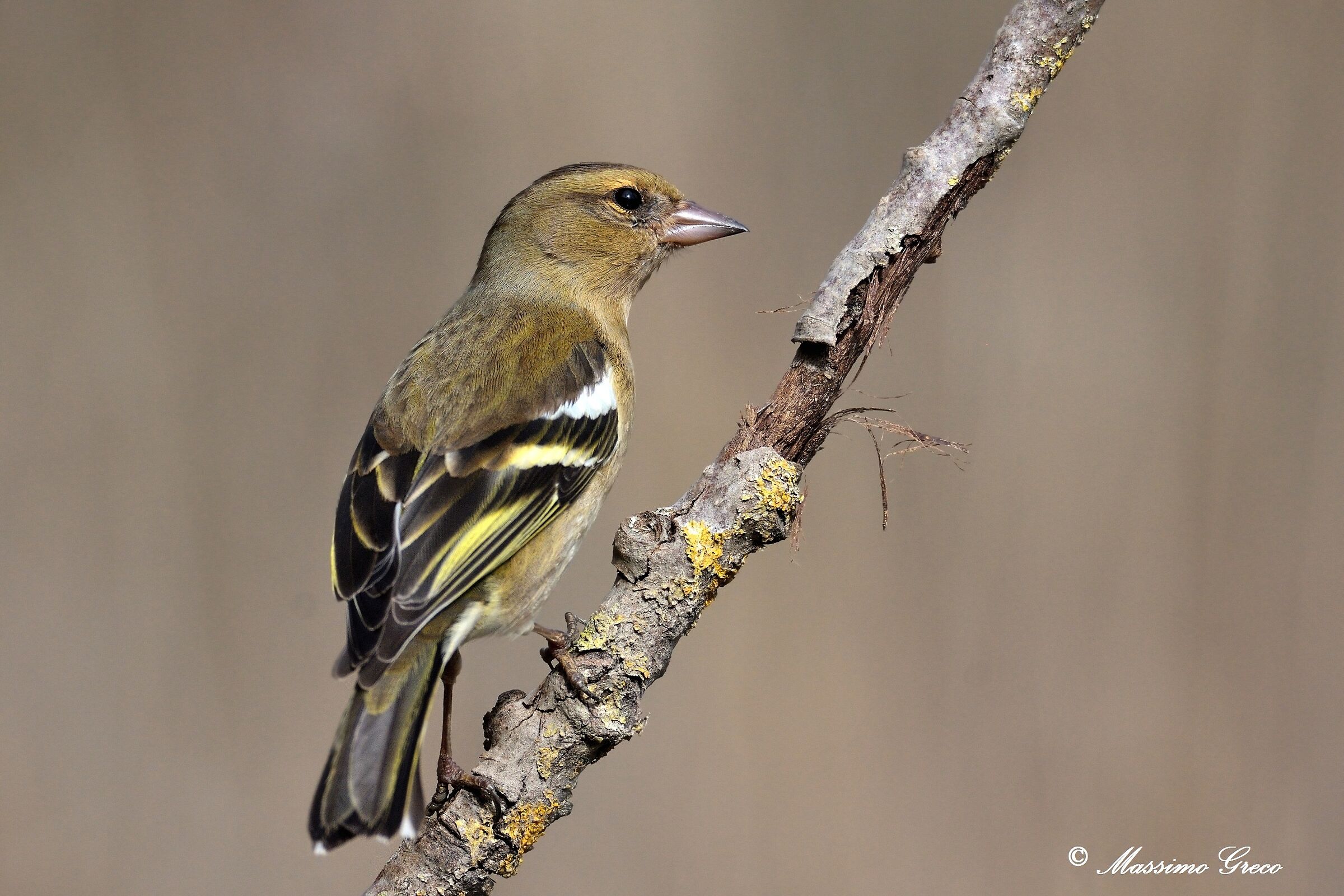 Fringuello (Fringilla coelebs)