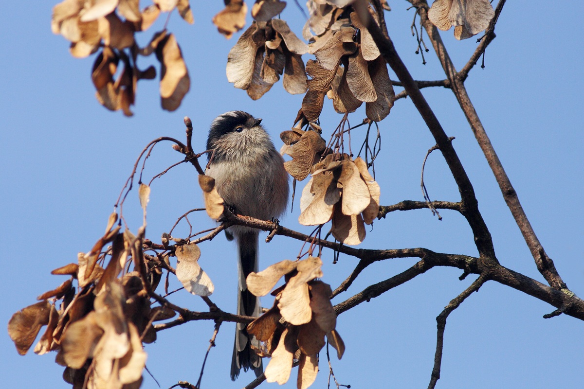 Long-tailed Tit