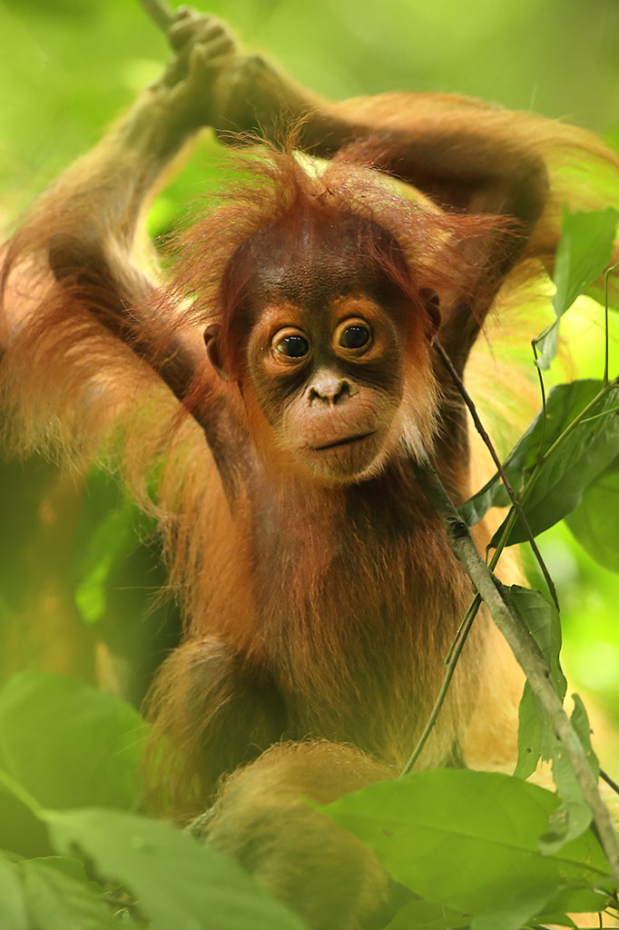 Sumatra Orangutan (Pongo abelii)