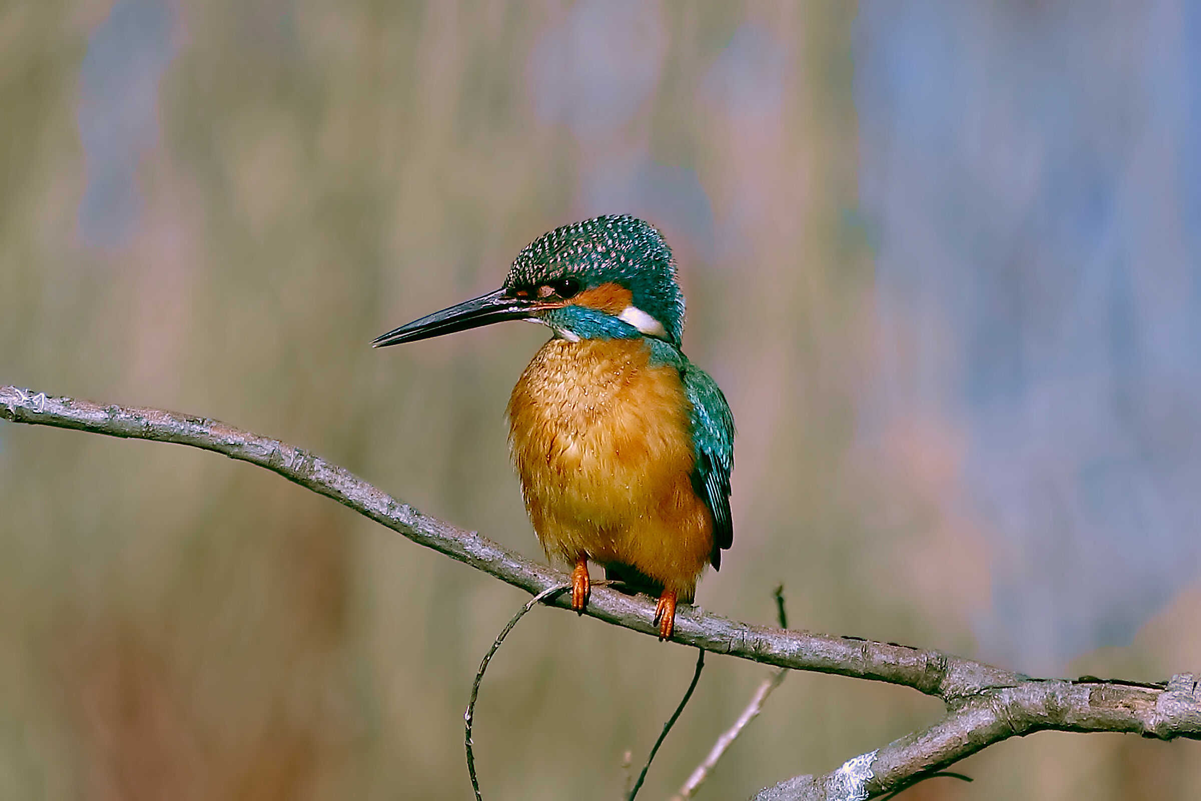 Kingfisher