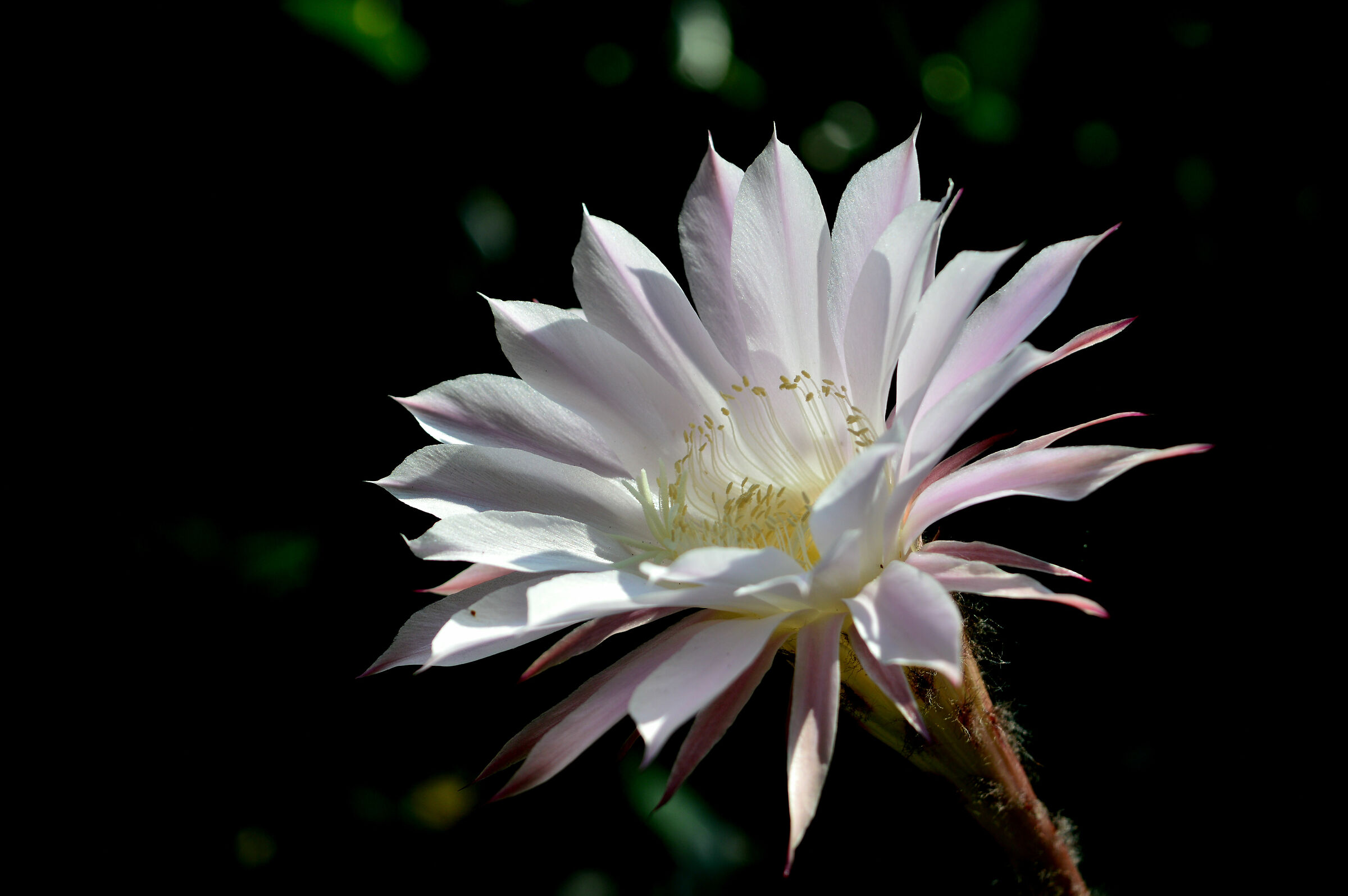Echinopsis