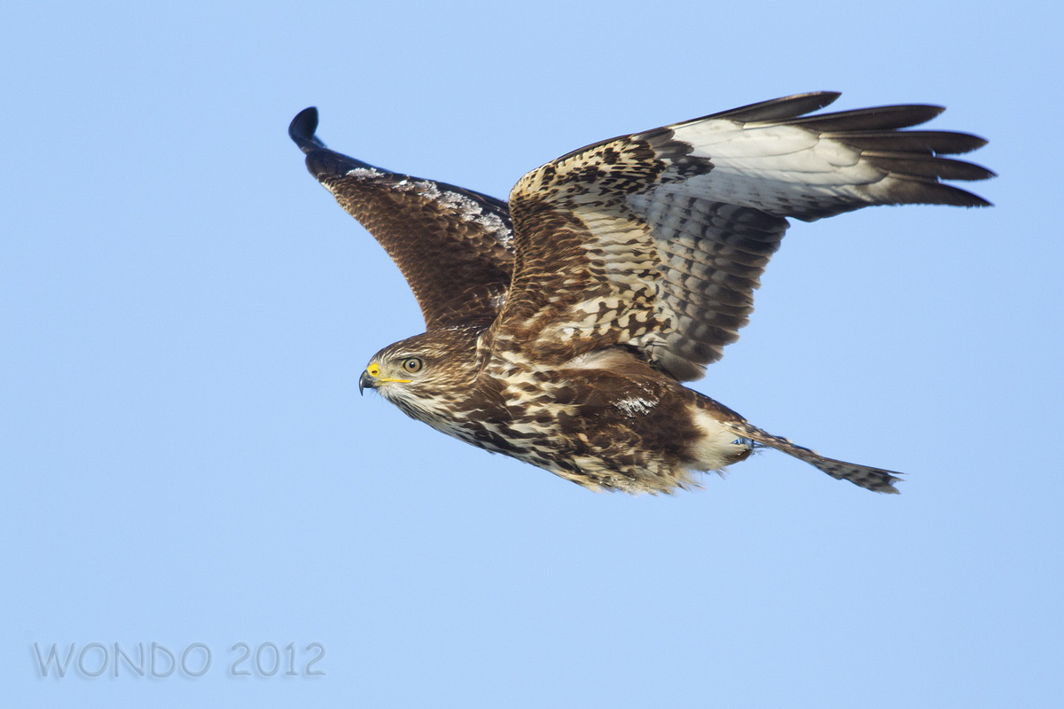 buzzard in flight