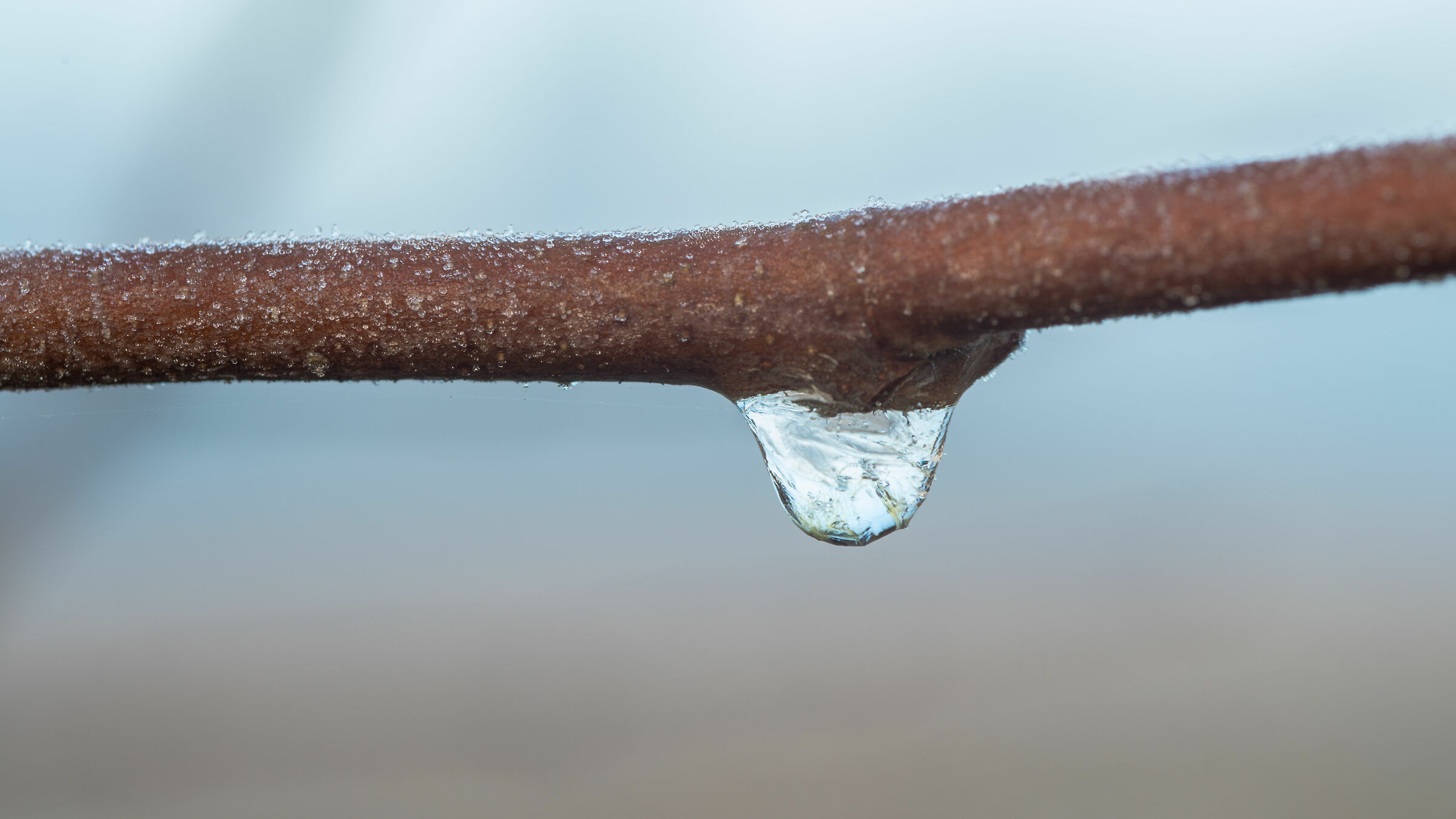 Drop of Ice