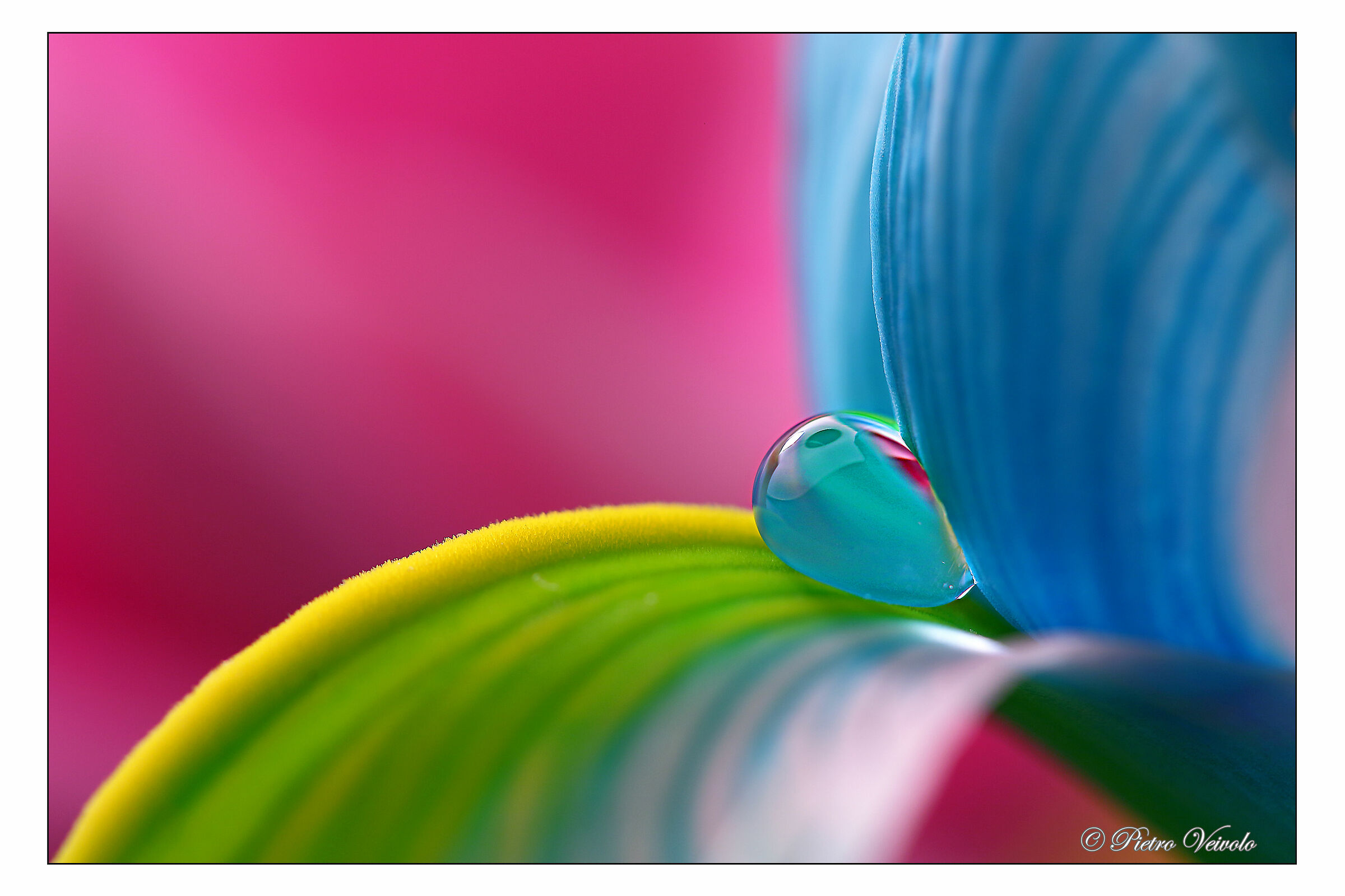 Una lacrima tra i petali 1