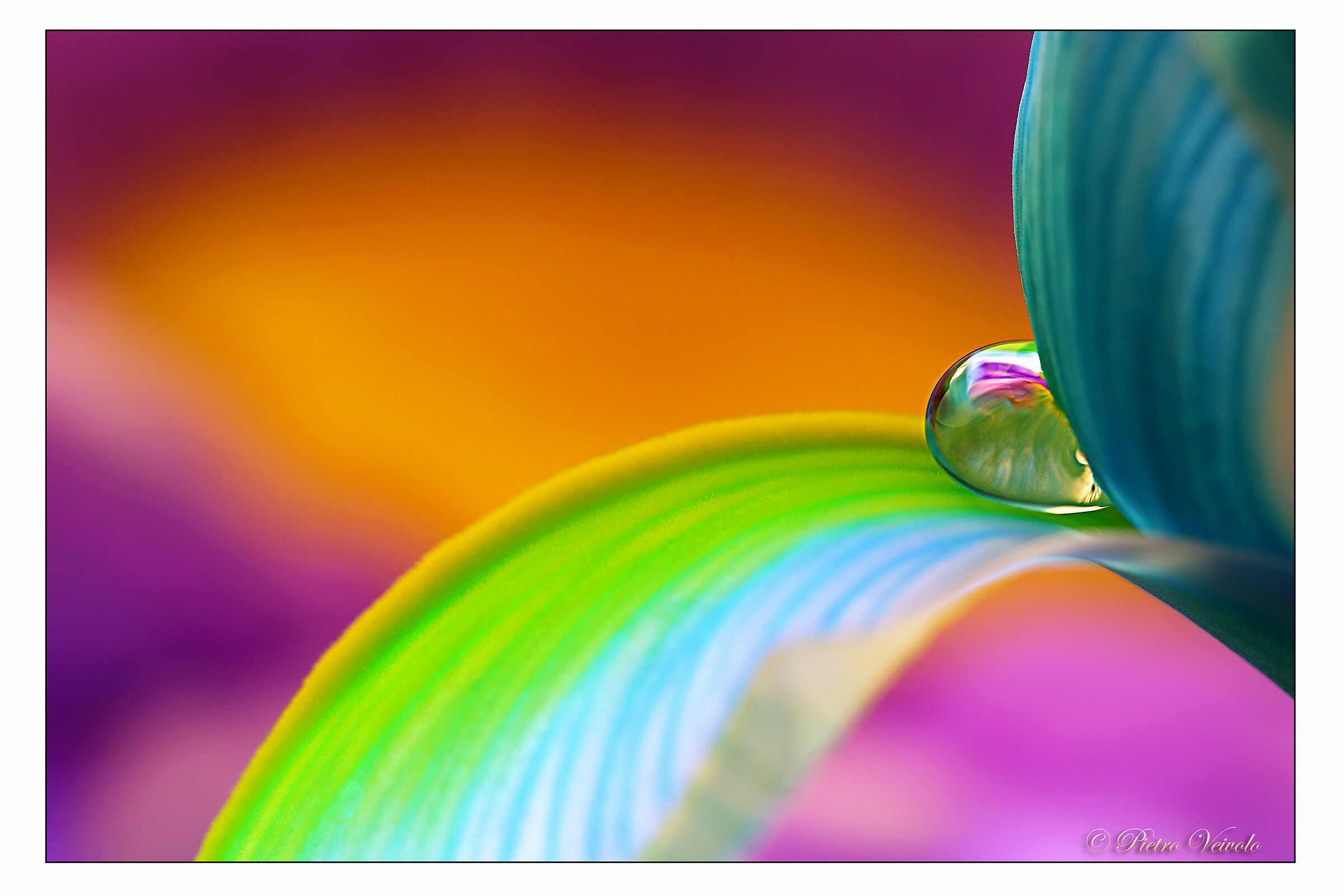 Una lacrima tra i petali 2