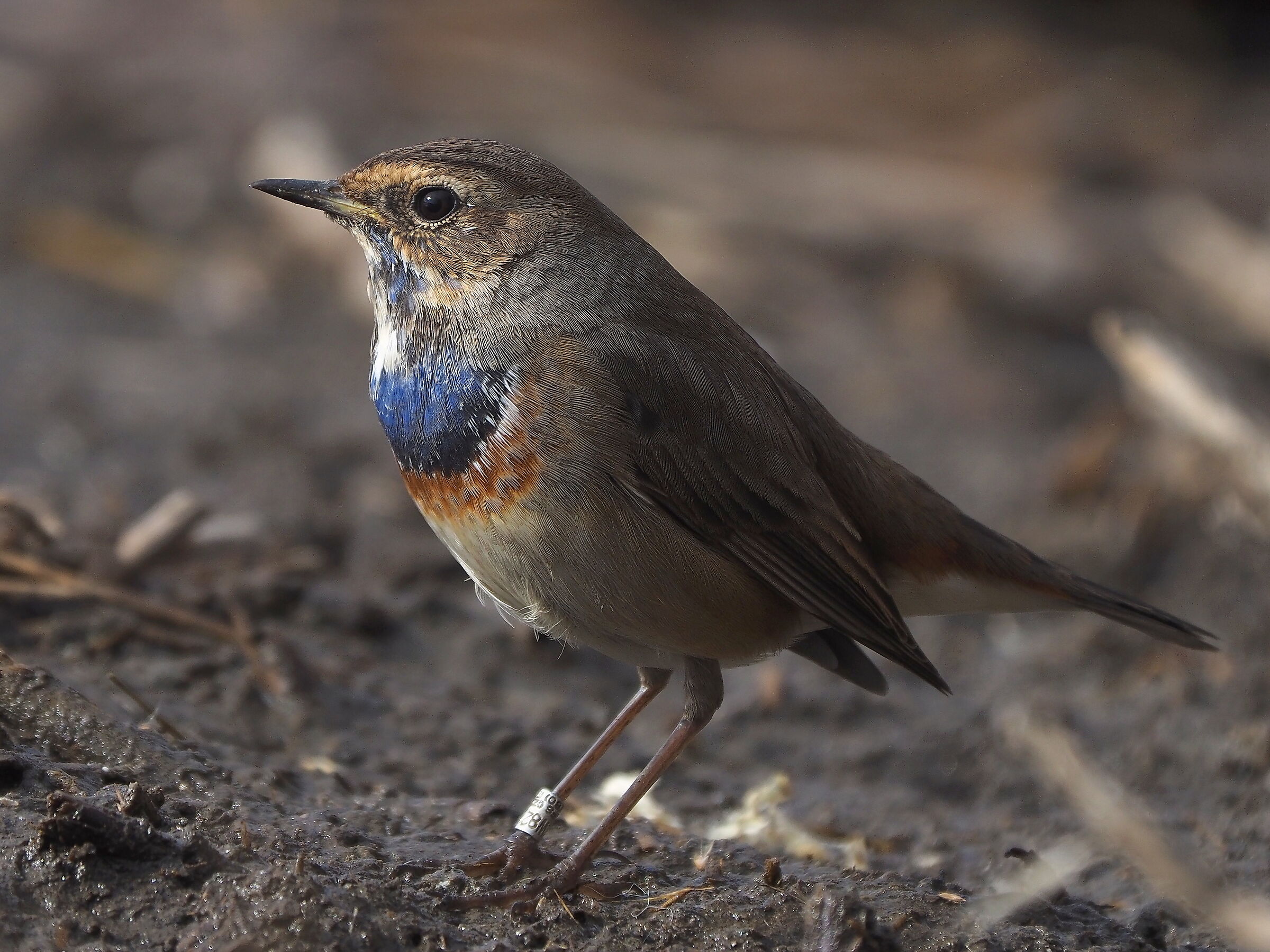 Bluethroat